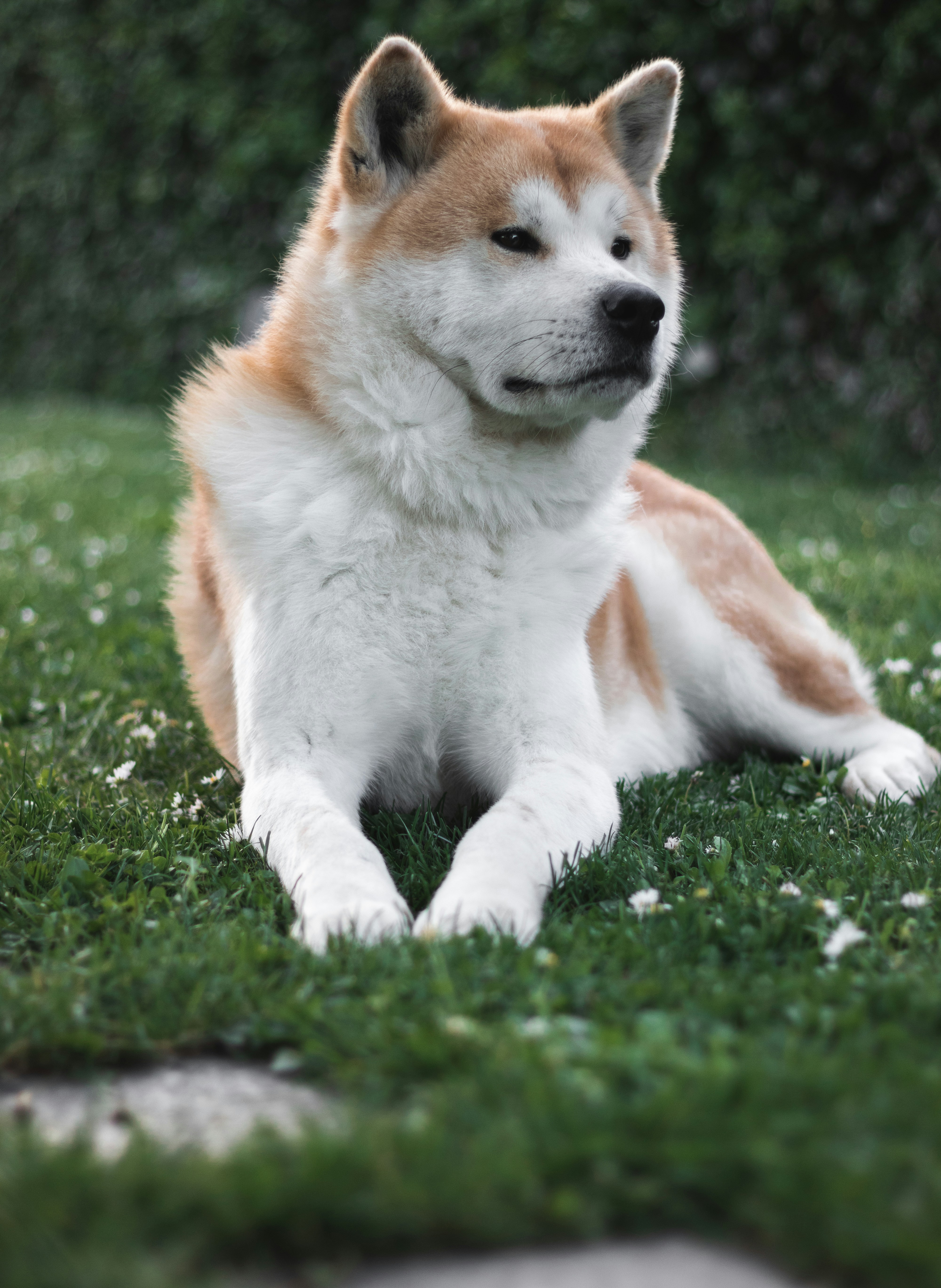 Akita - breed guide and care tips