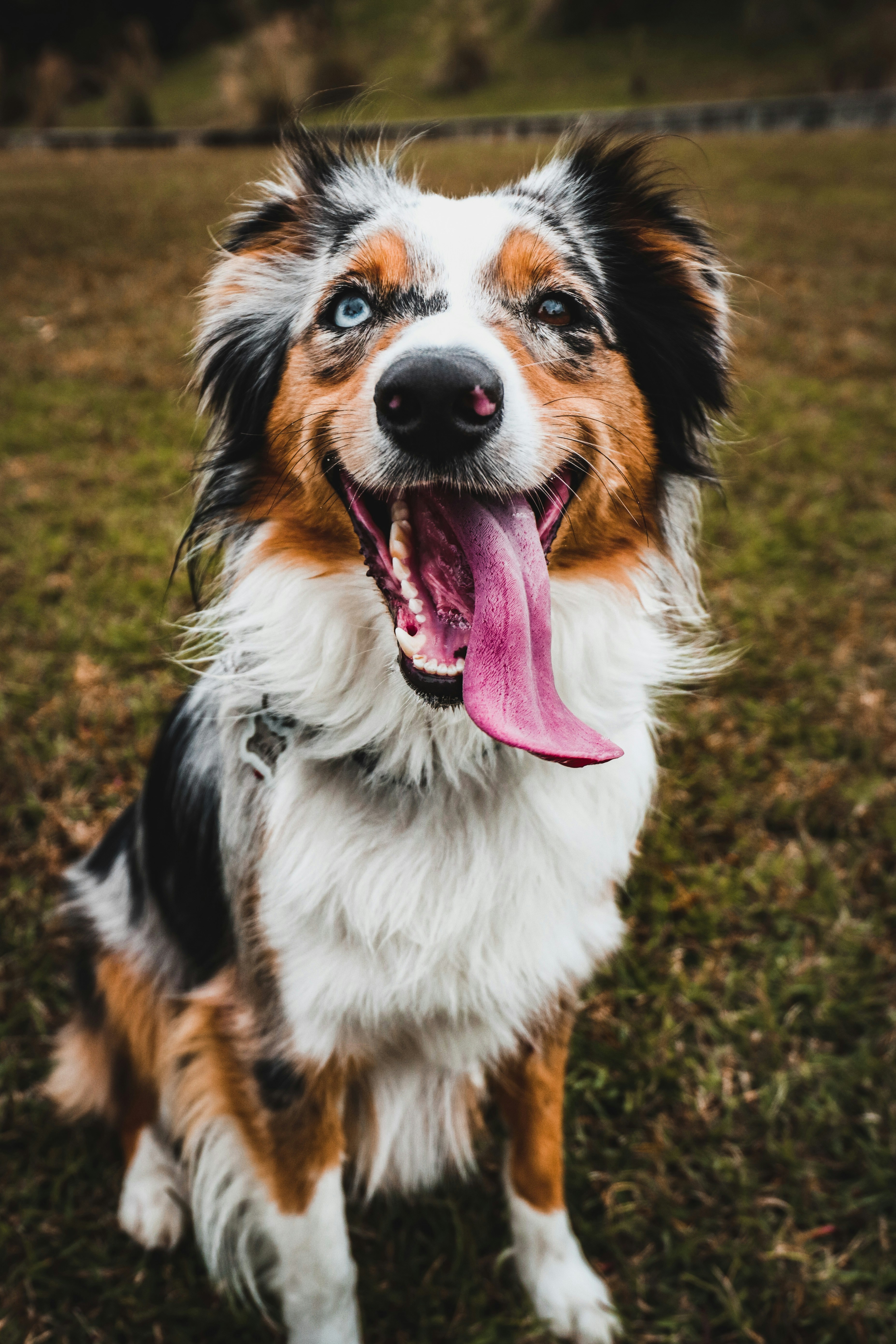 Australian Shepherd with blue eyes - breed guide