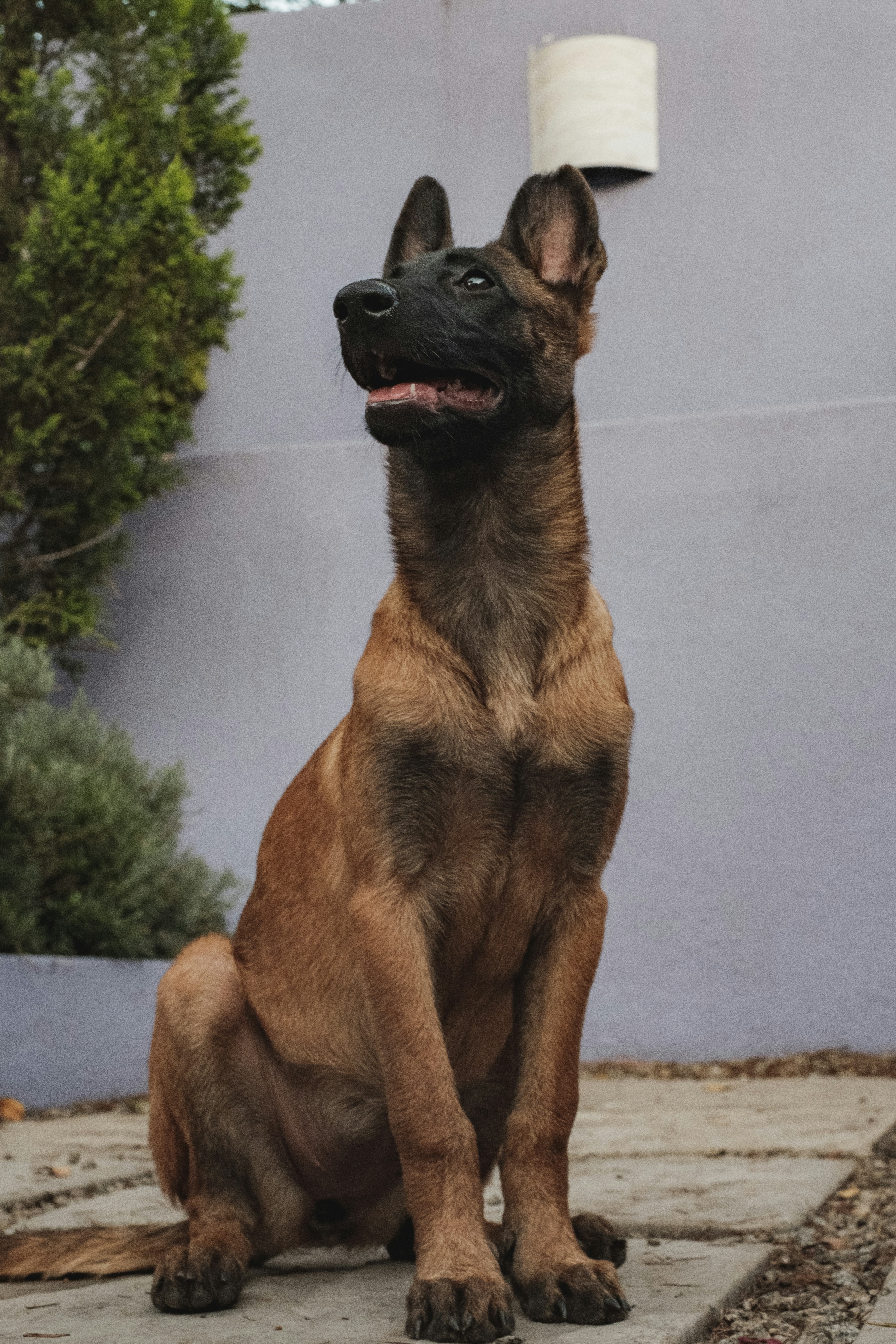 Belgian Malinois - breed guide and training tips
