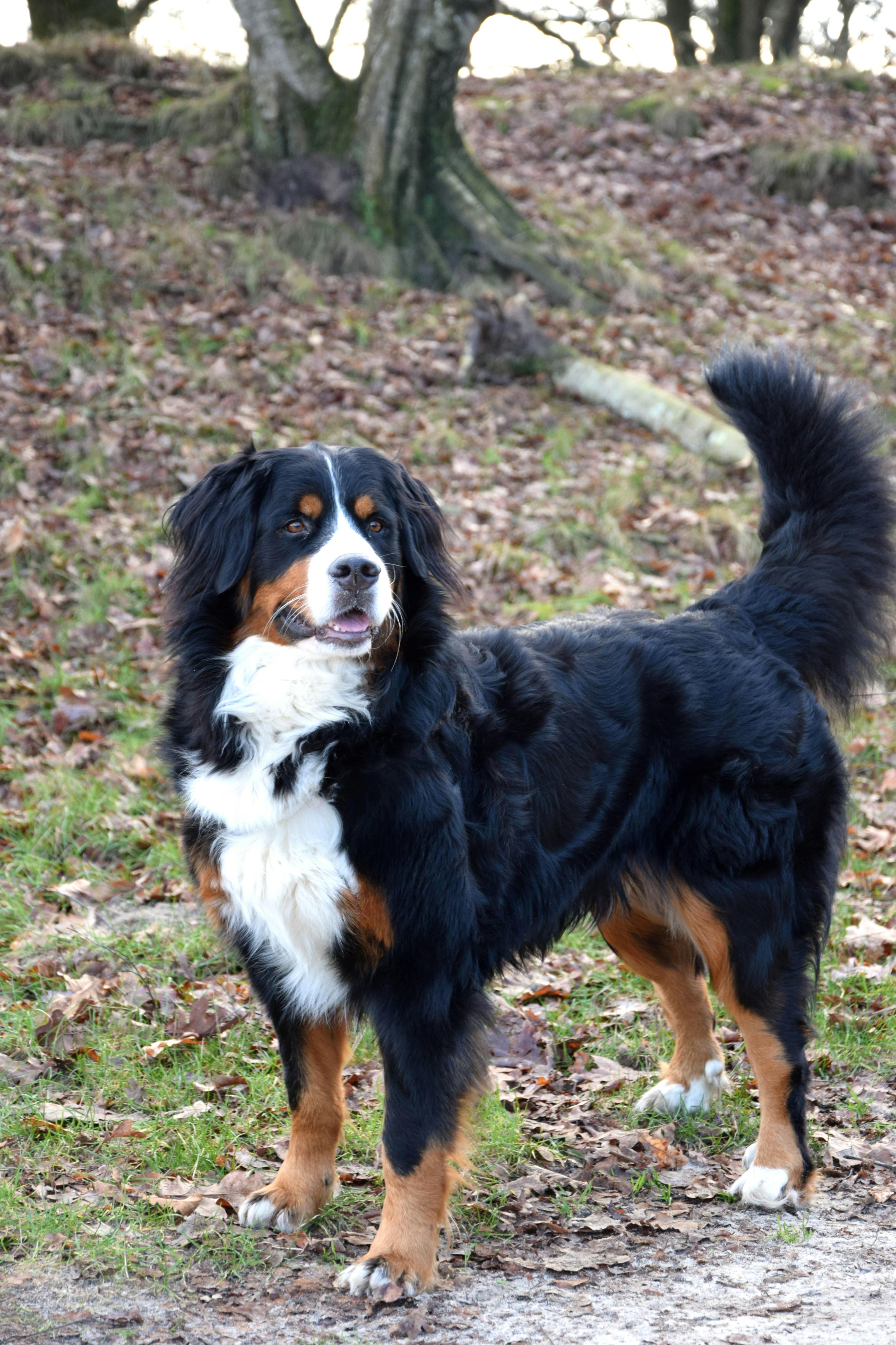 Bernese Mountain Dog - breed guide and care recommendations
