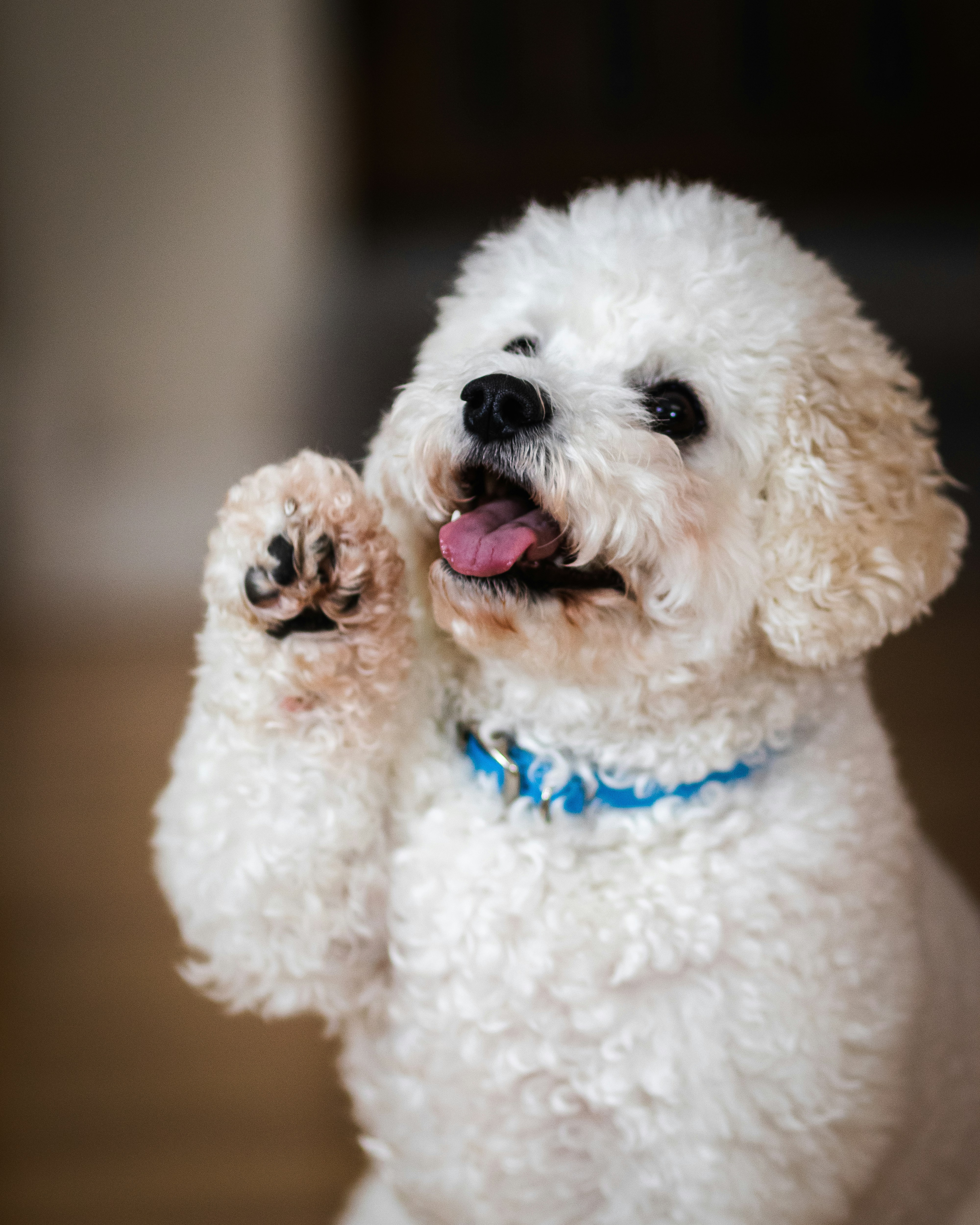 Bichon Frise - breed guide