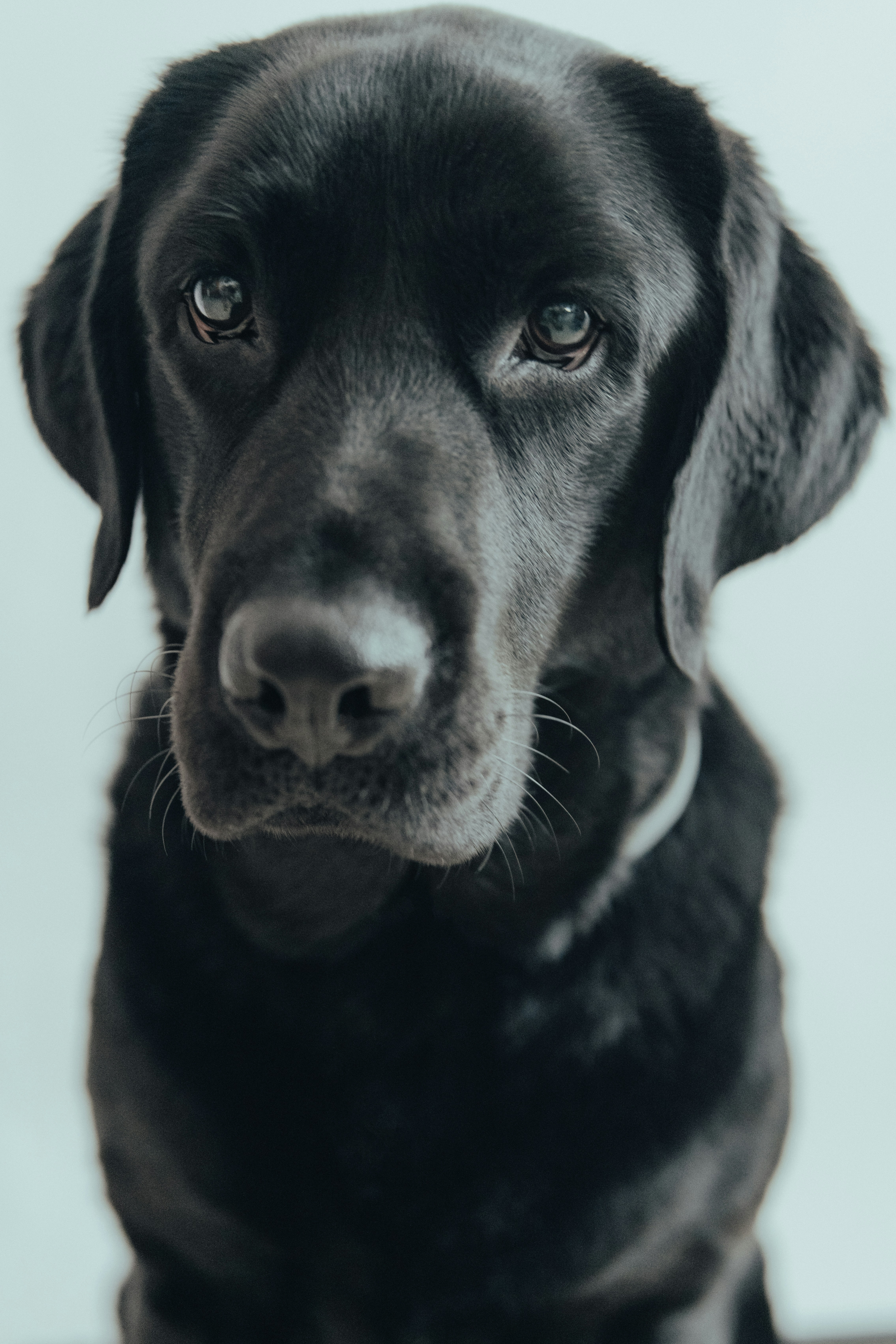 Black Labrador Retriever - complete breed guide