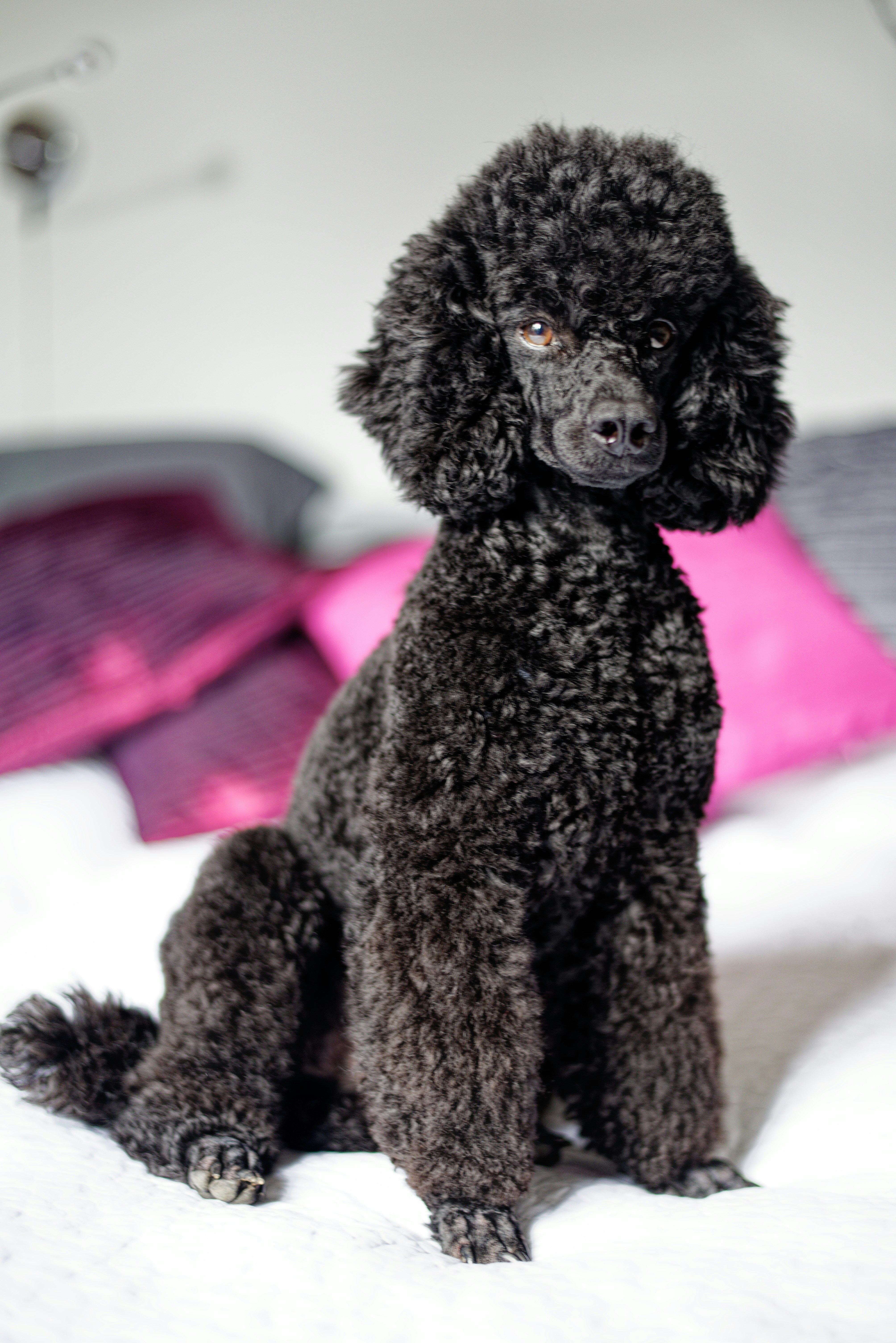 Elegant black Poodle - complete breed guide and grooming tips