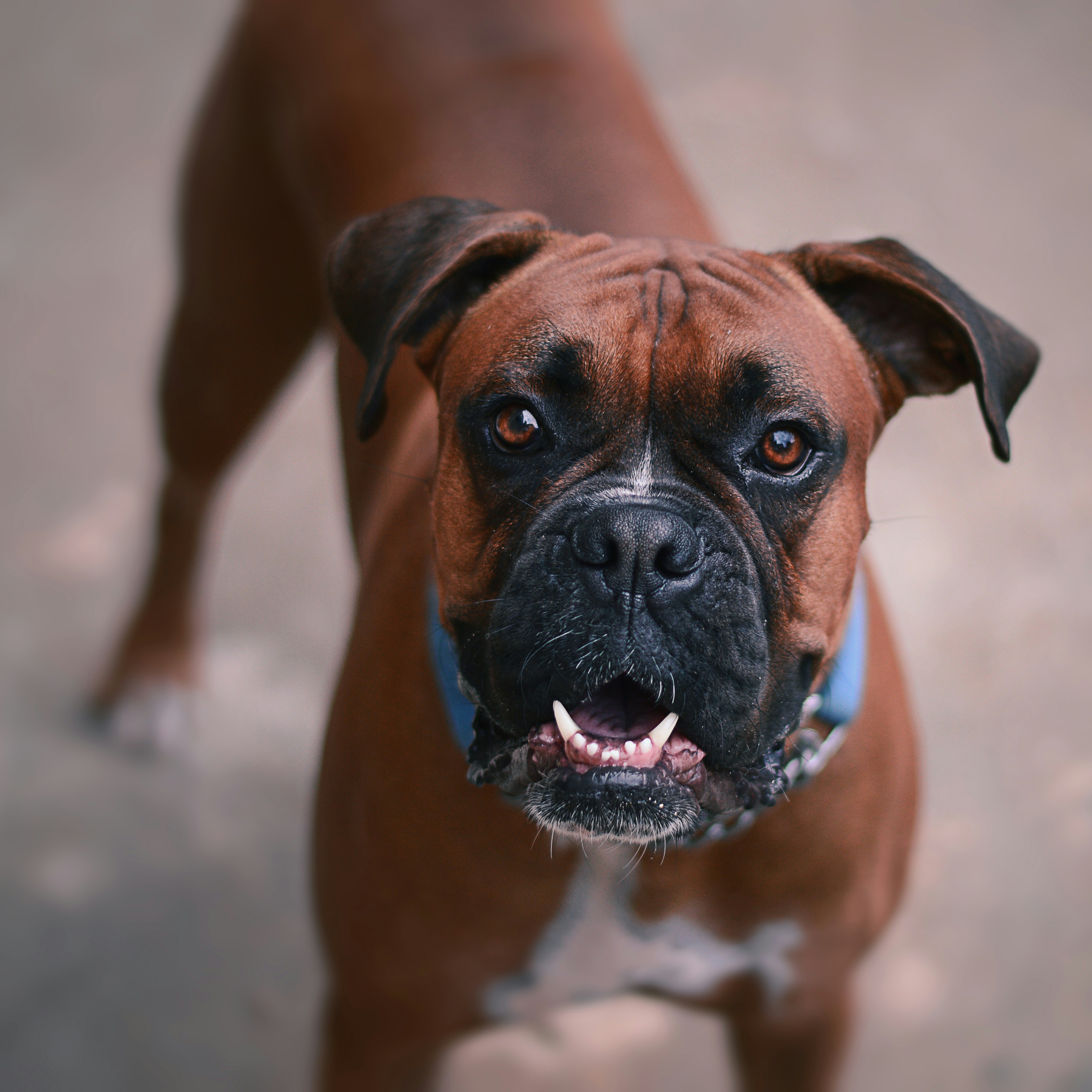 Boxer dog - breed guide and product picks for active dogs