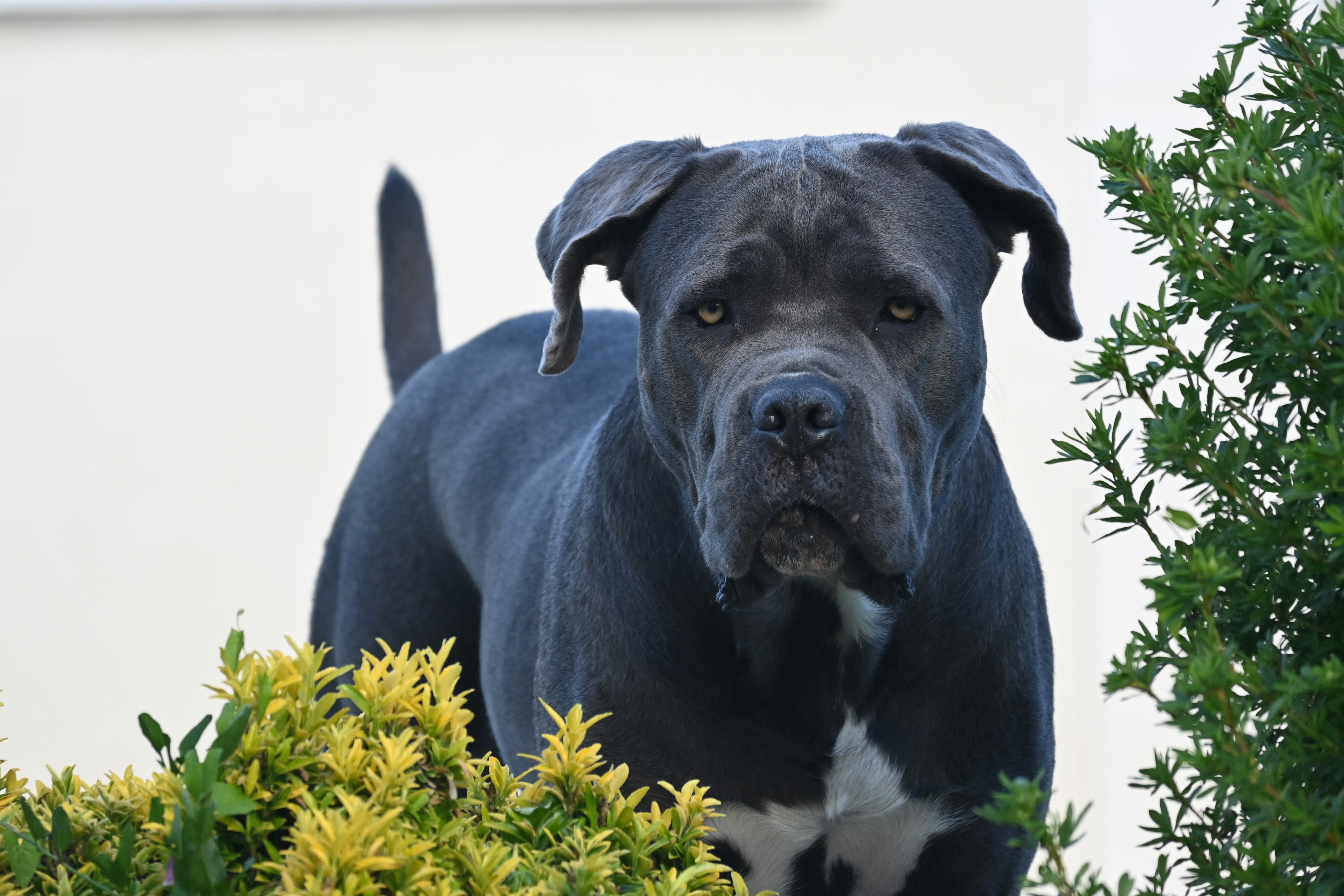 Cane Corso - breed guide and care tips for this powerful breed