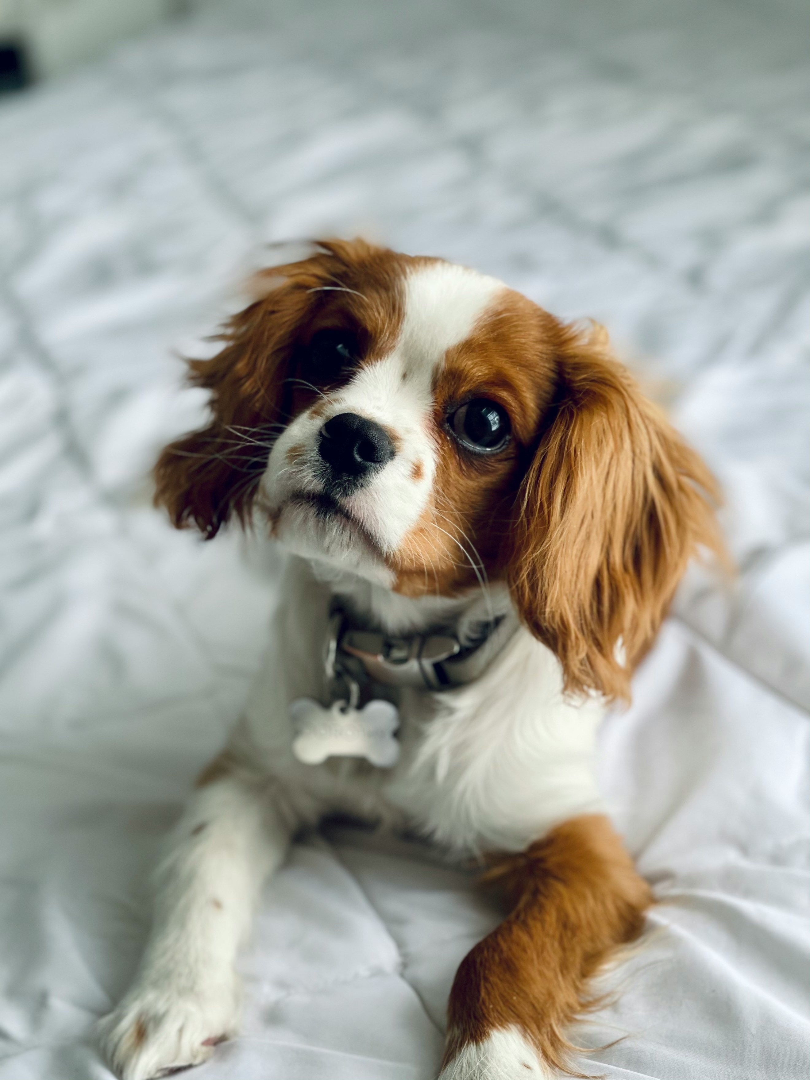 Cavalier King Charles Spaniel - breed guide and care tips