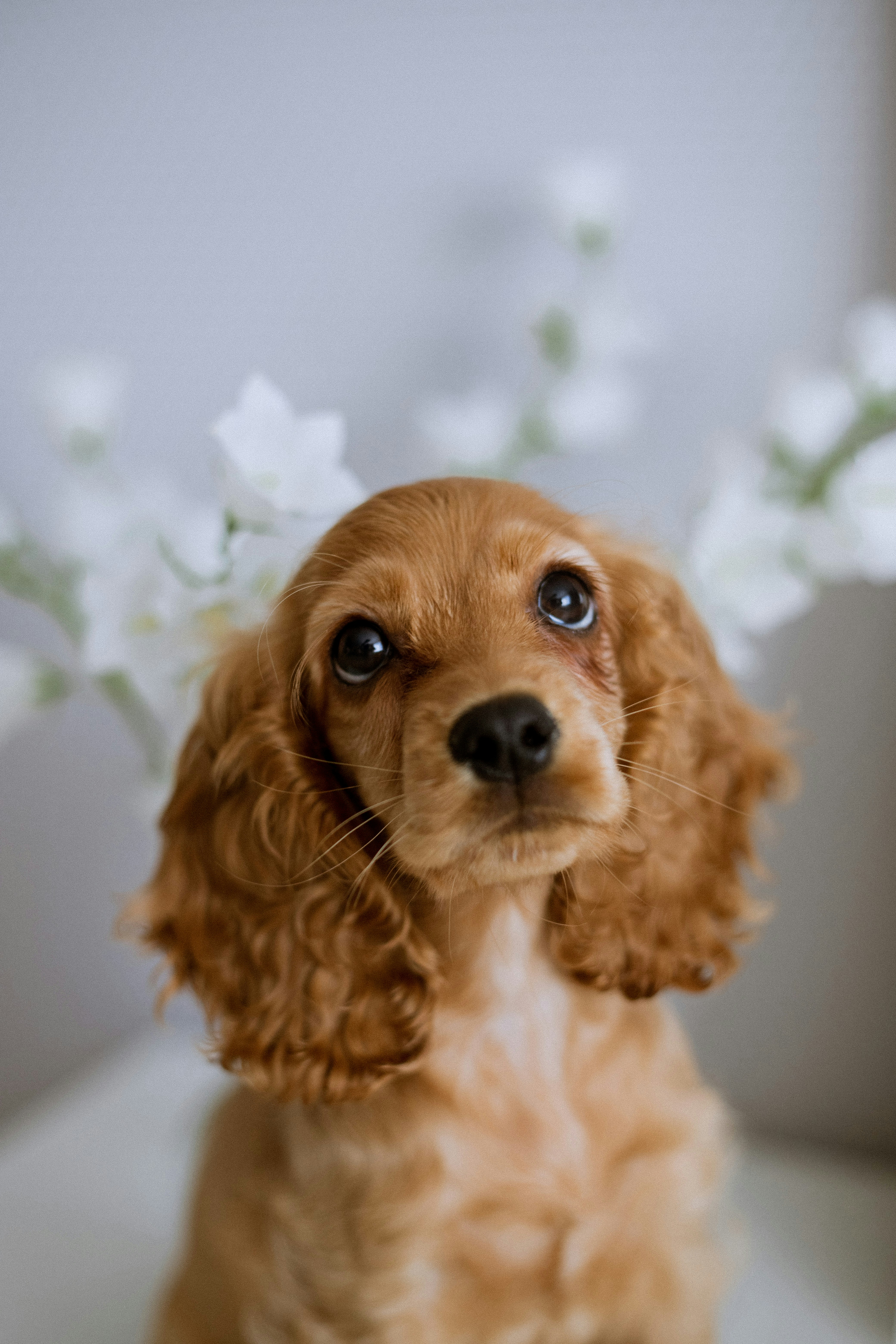 Cocker Spaniel - breed guide and grooming tips