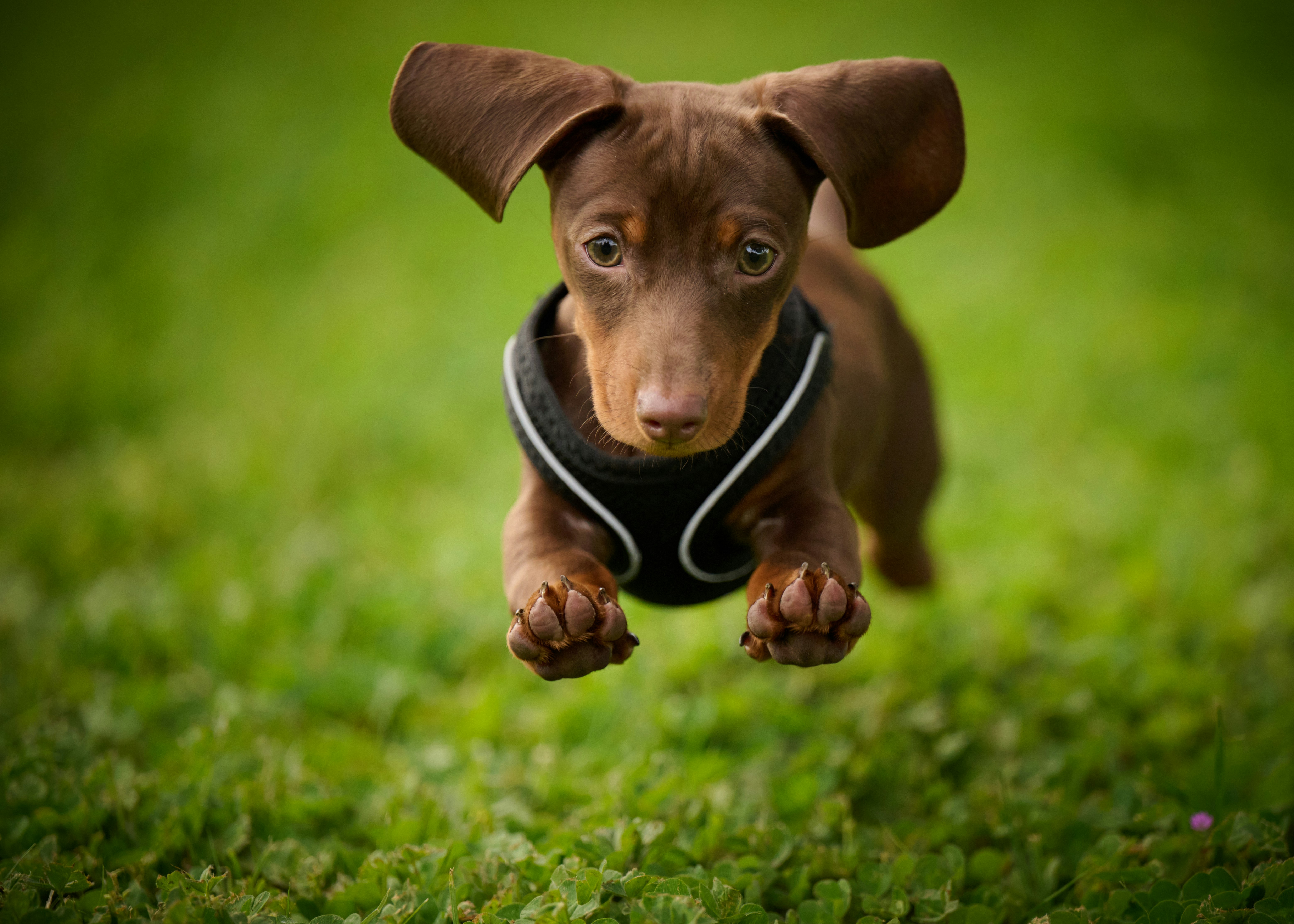 Dachshund
