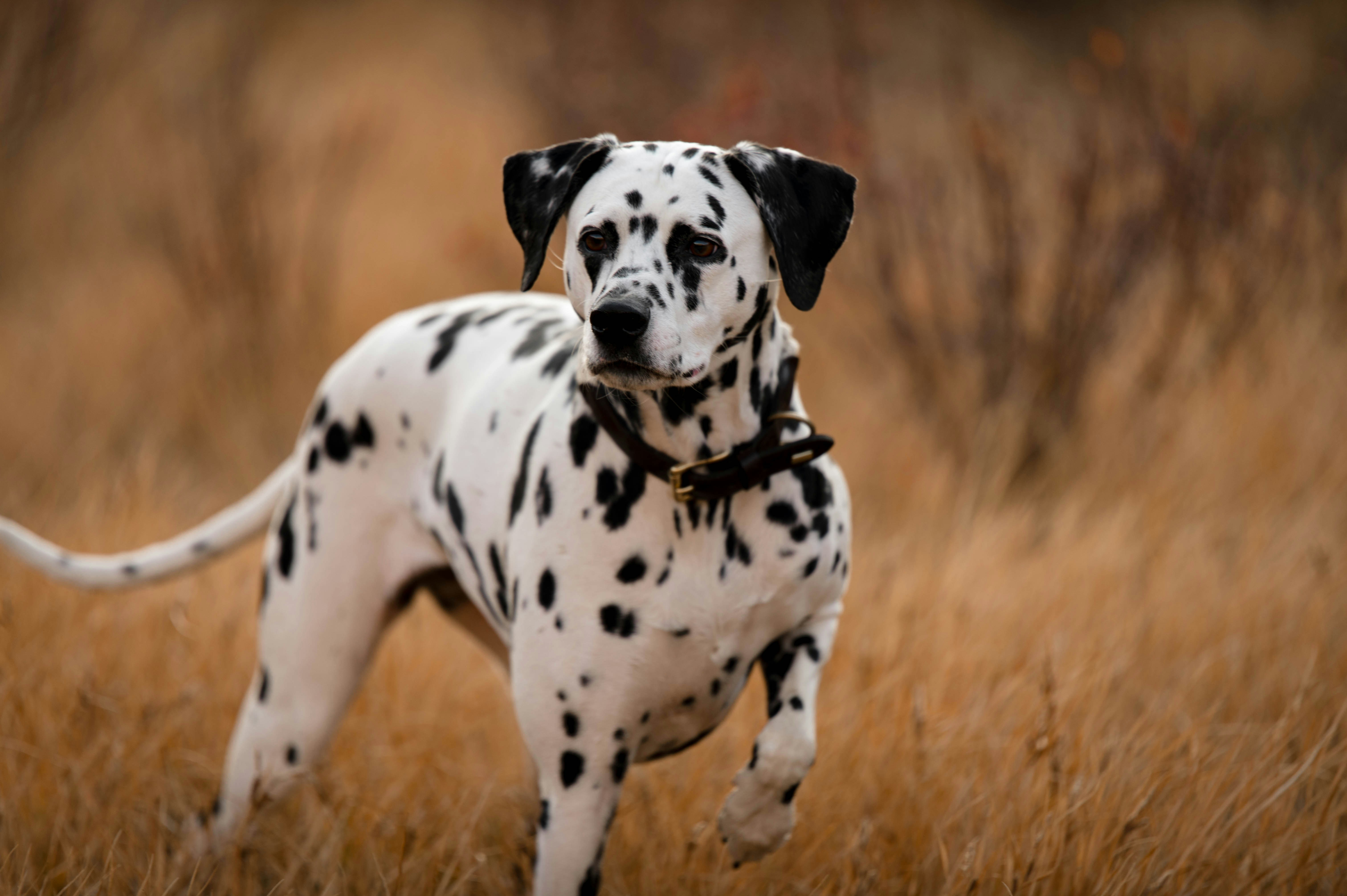 Dalmatian - breed guide and exercise tips