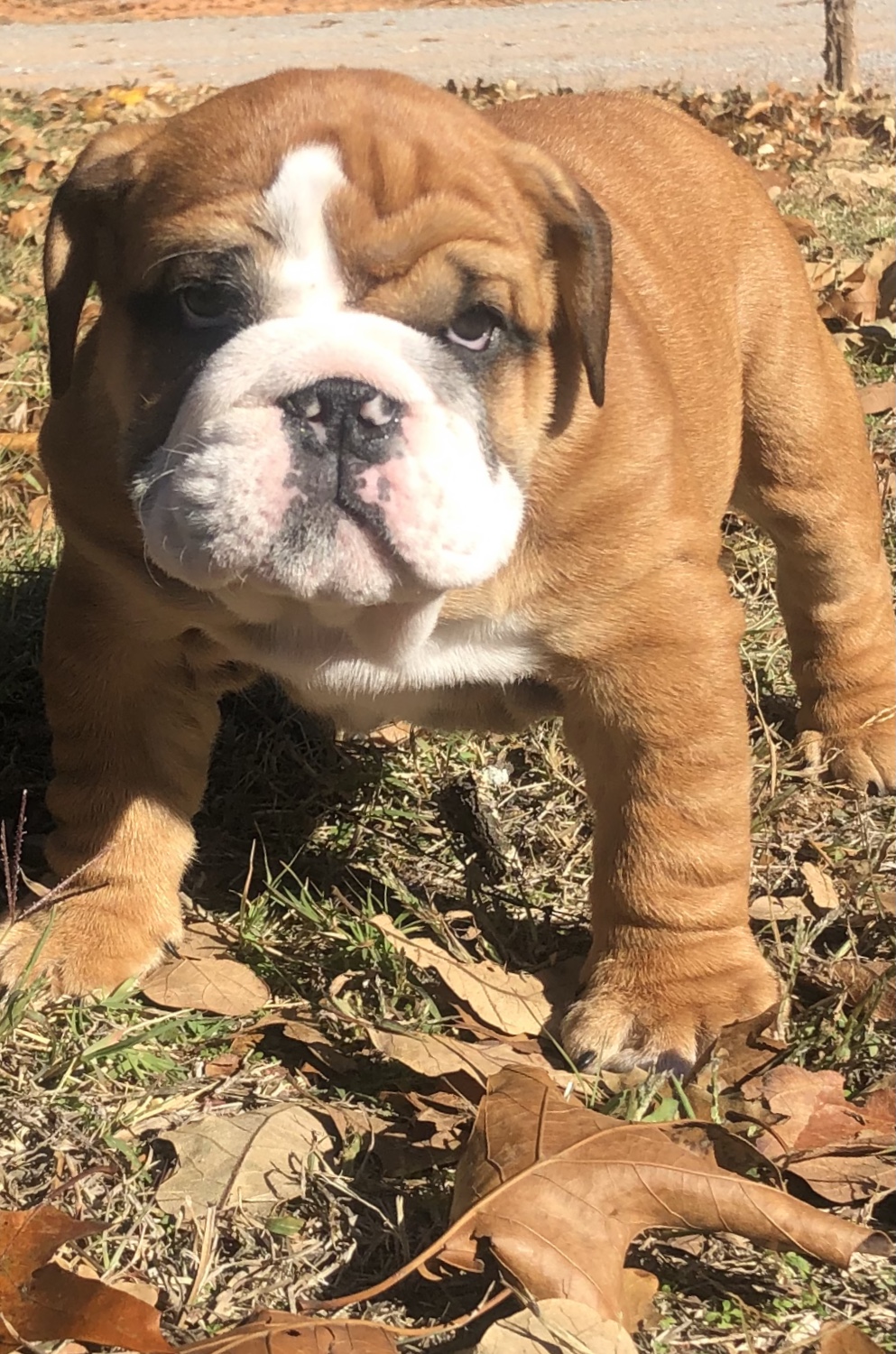 English Bulldog puppy King Louis