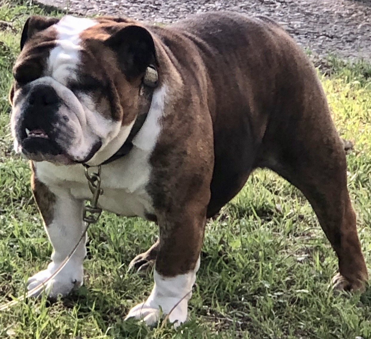 Beautiful brindle English Bulldog - breed guide and care tips