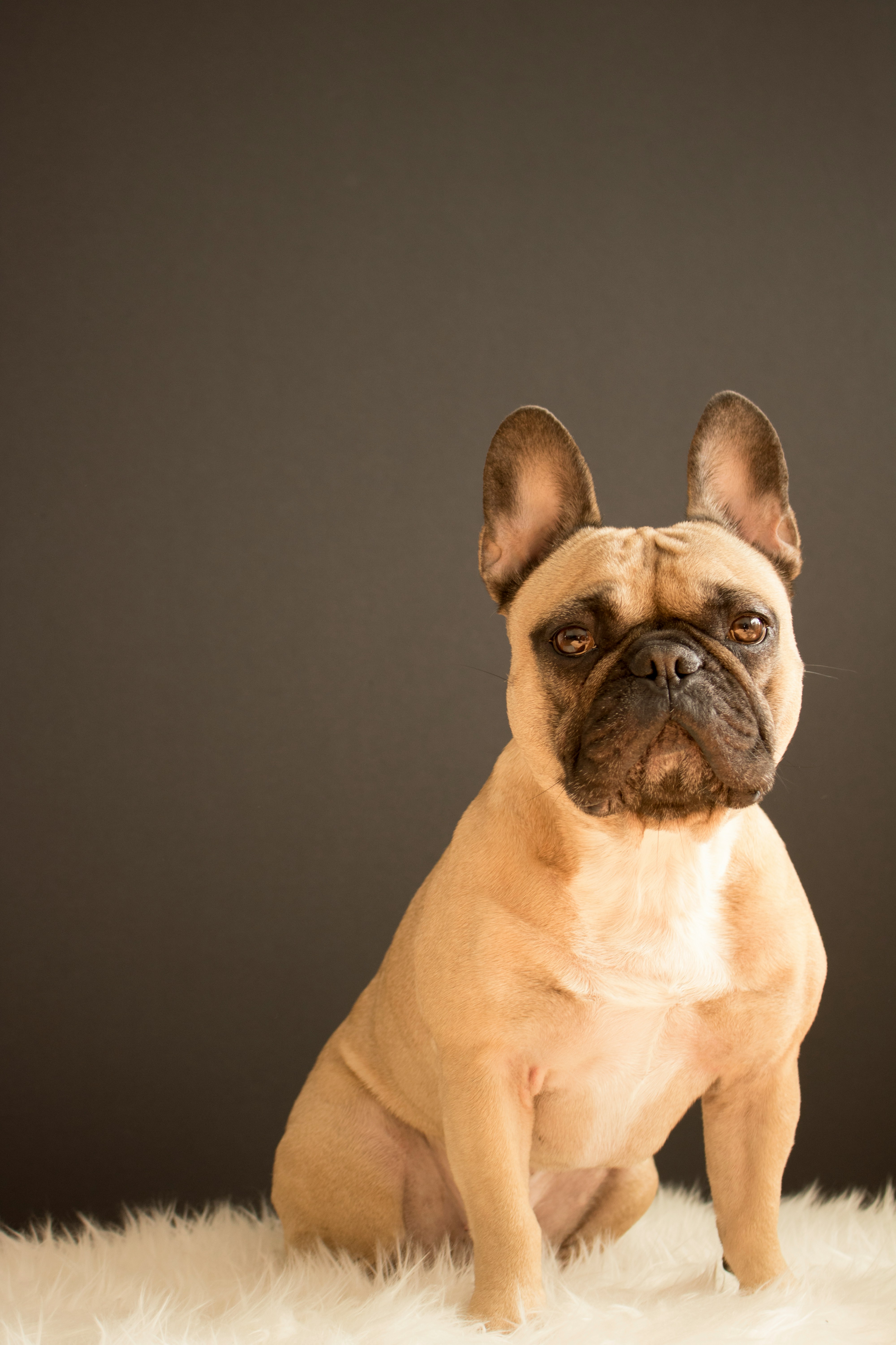 French Bulldog studio portrait - complete breed guide