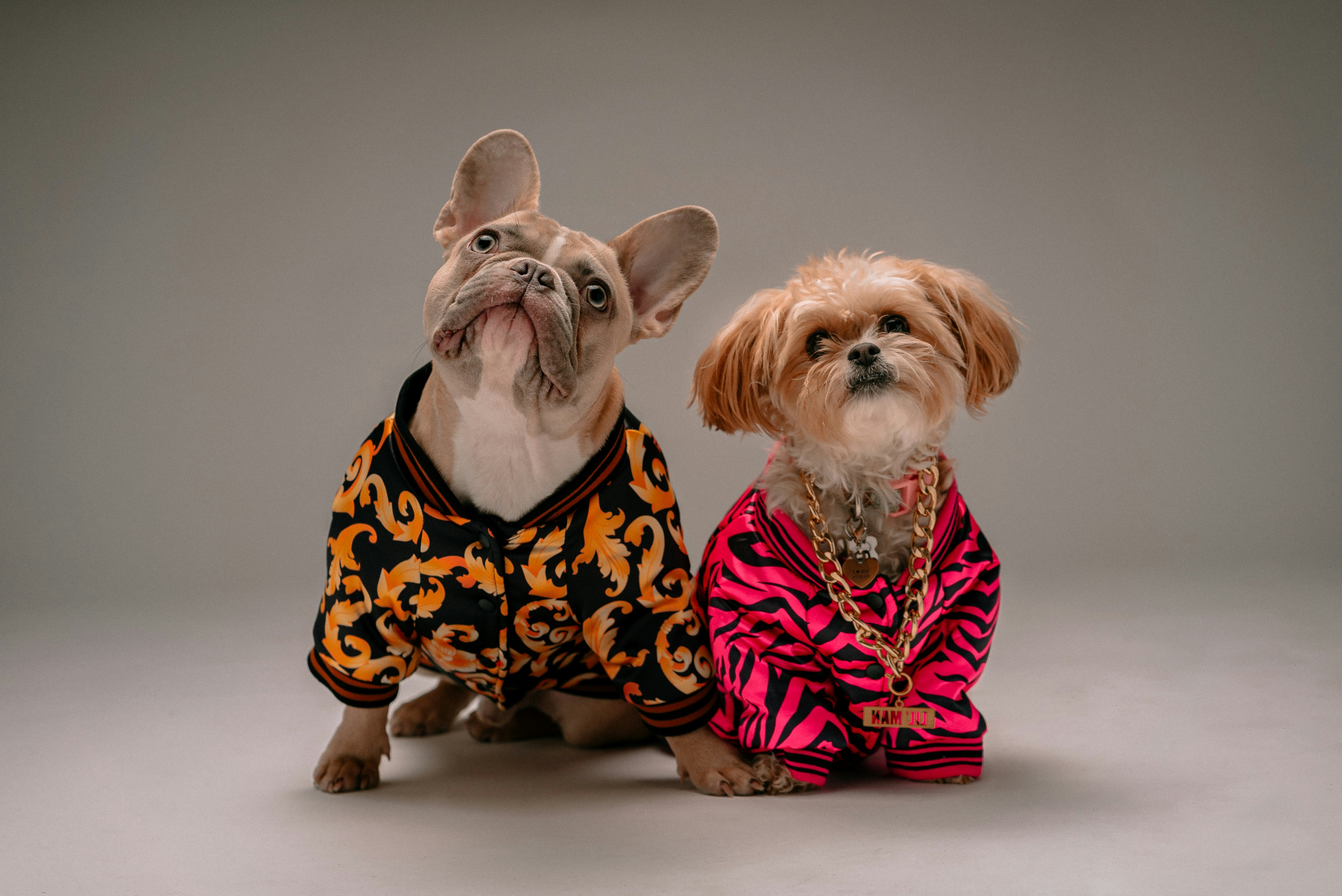 Best Dog Raincoats (2026)