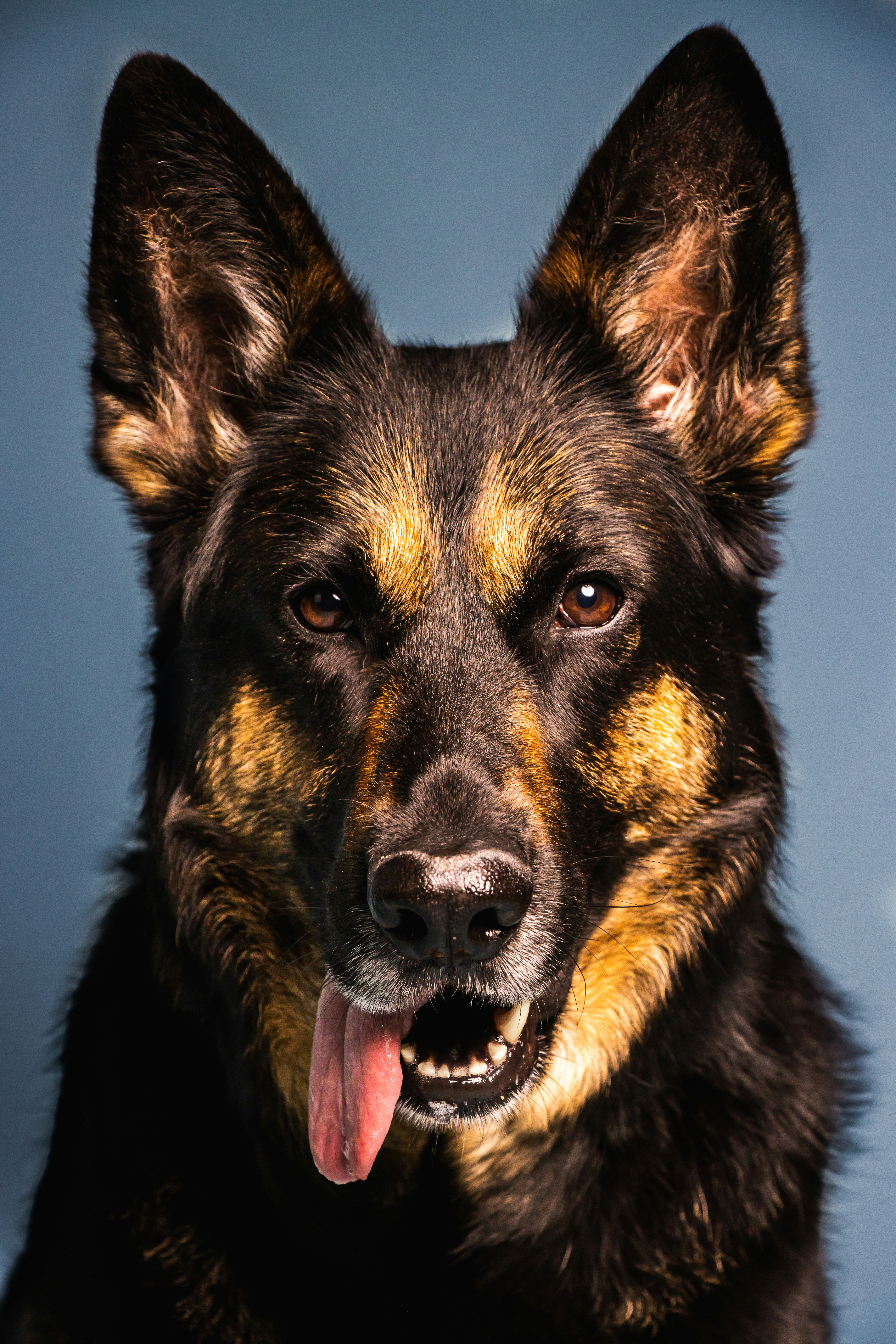 German Shepherd