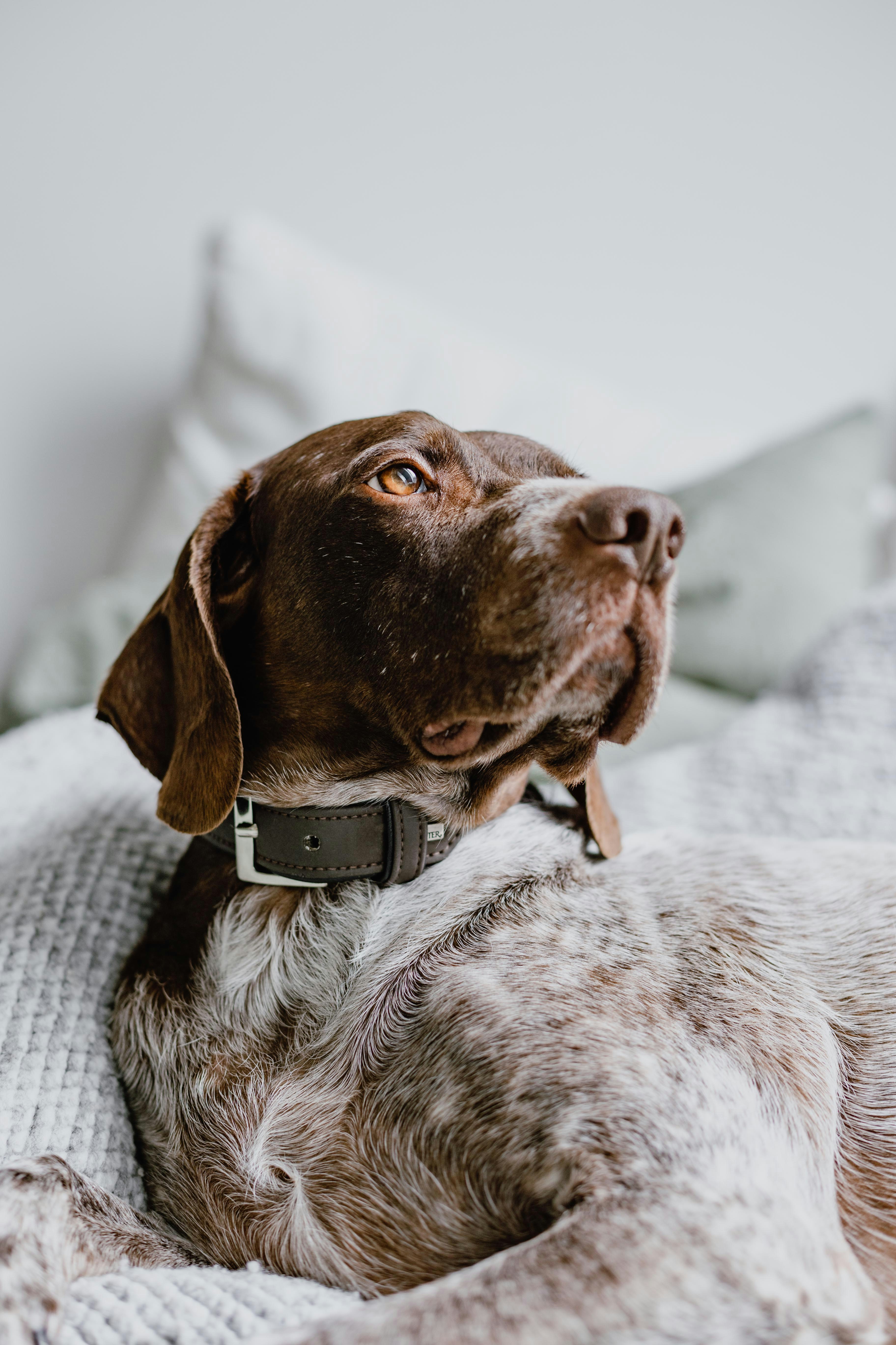 German Shorthaired Pointer - complete breed guide