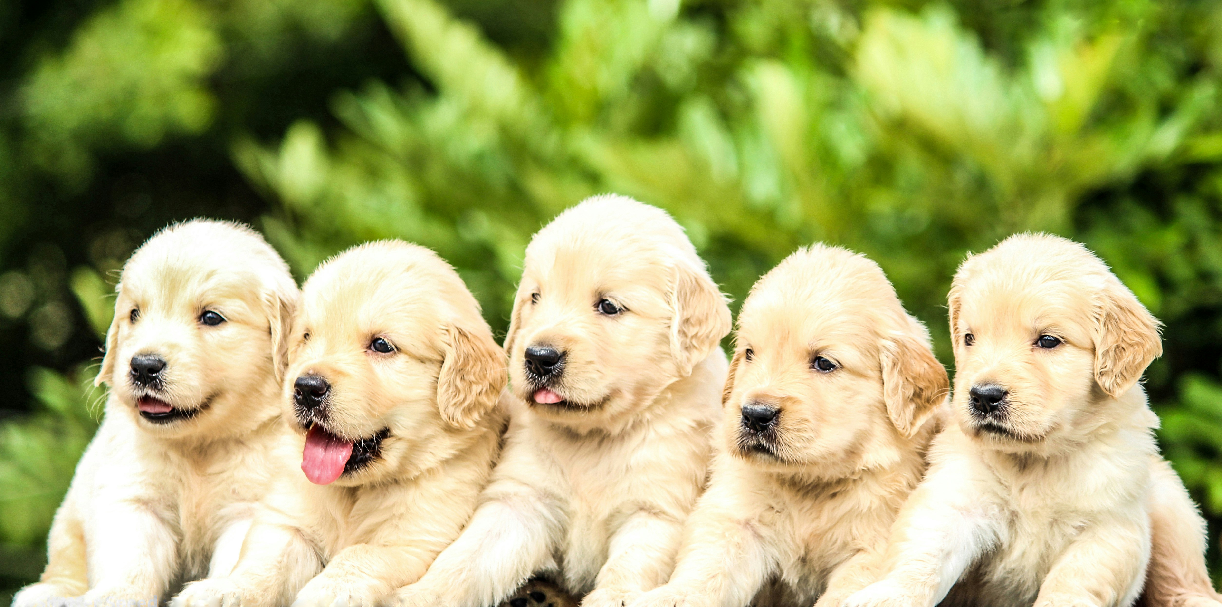 The Ultimate New Puppy Checklist: Everything You Need