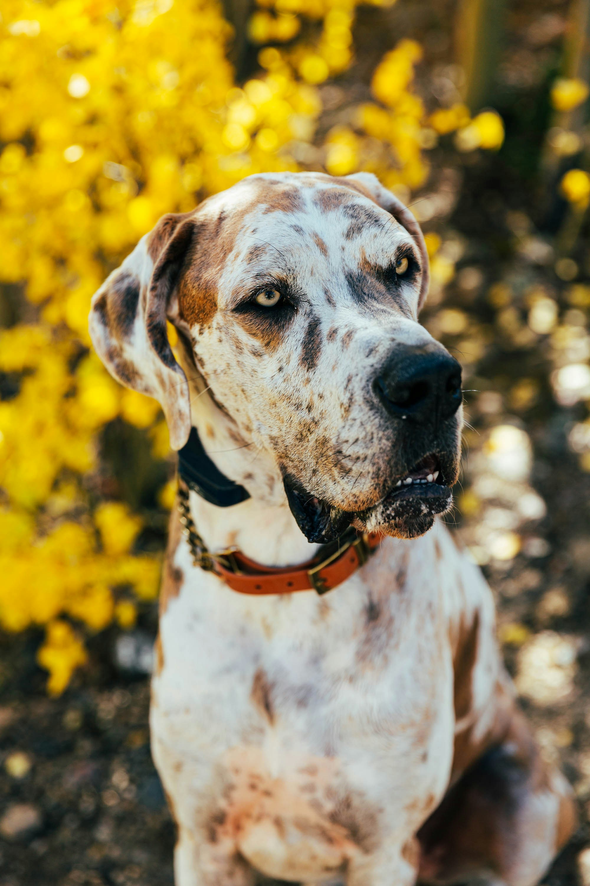 Great Dane - breed guide and large dog product recommendations