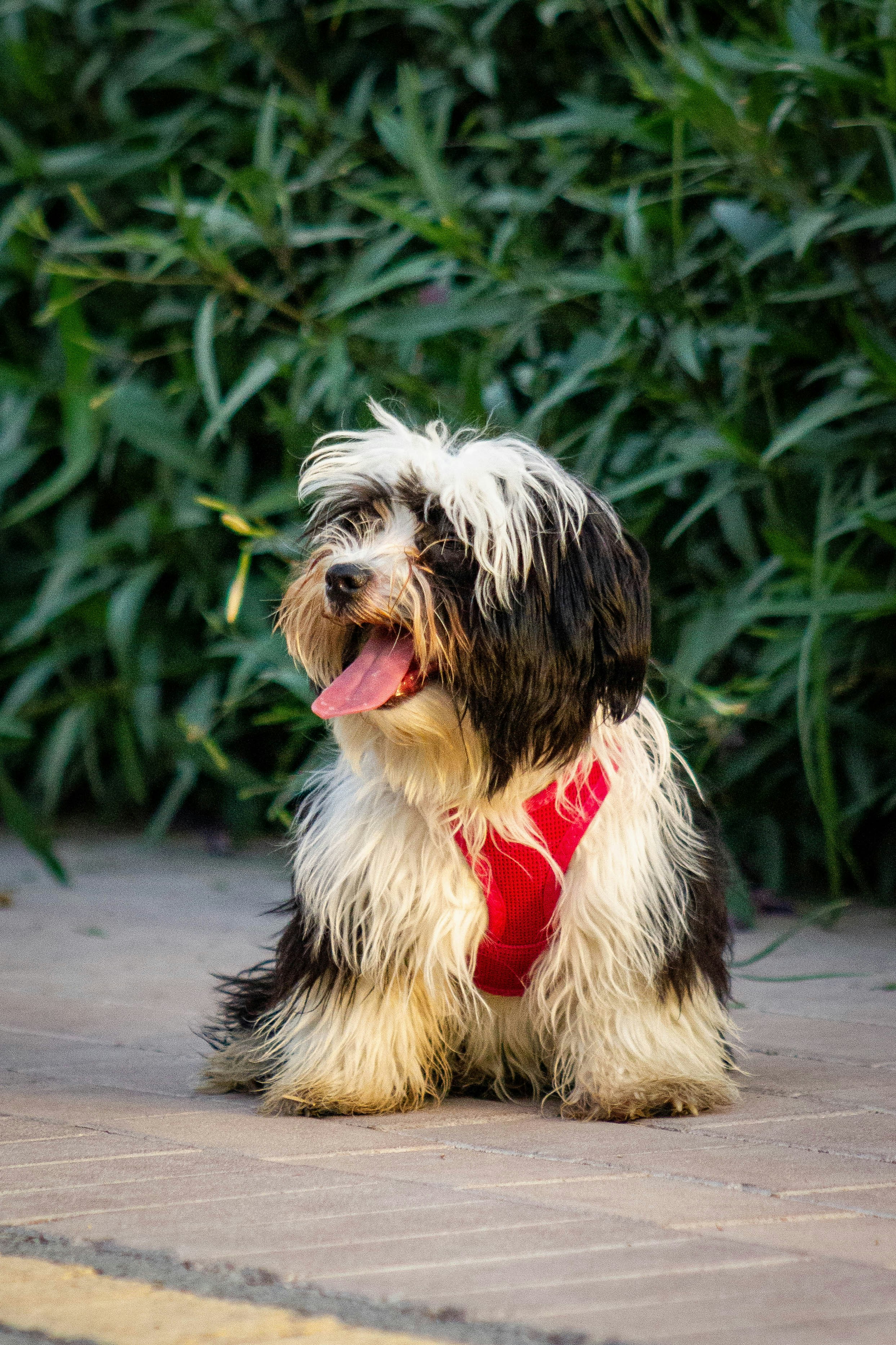 Havanese dog - breed guide and care tips