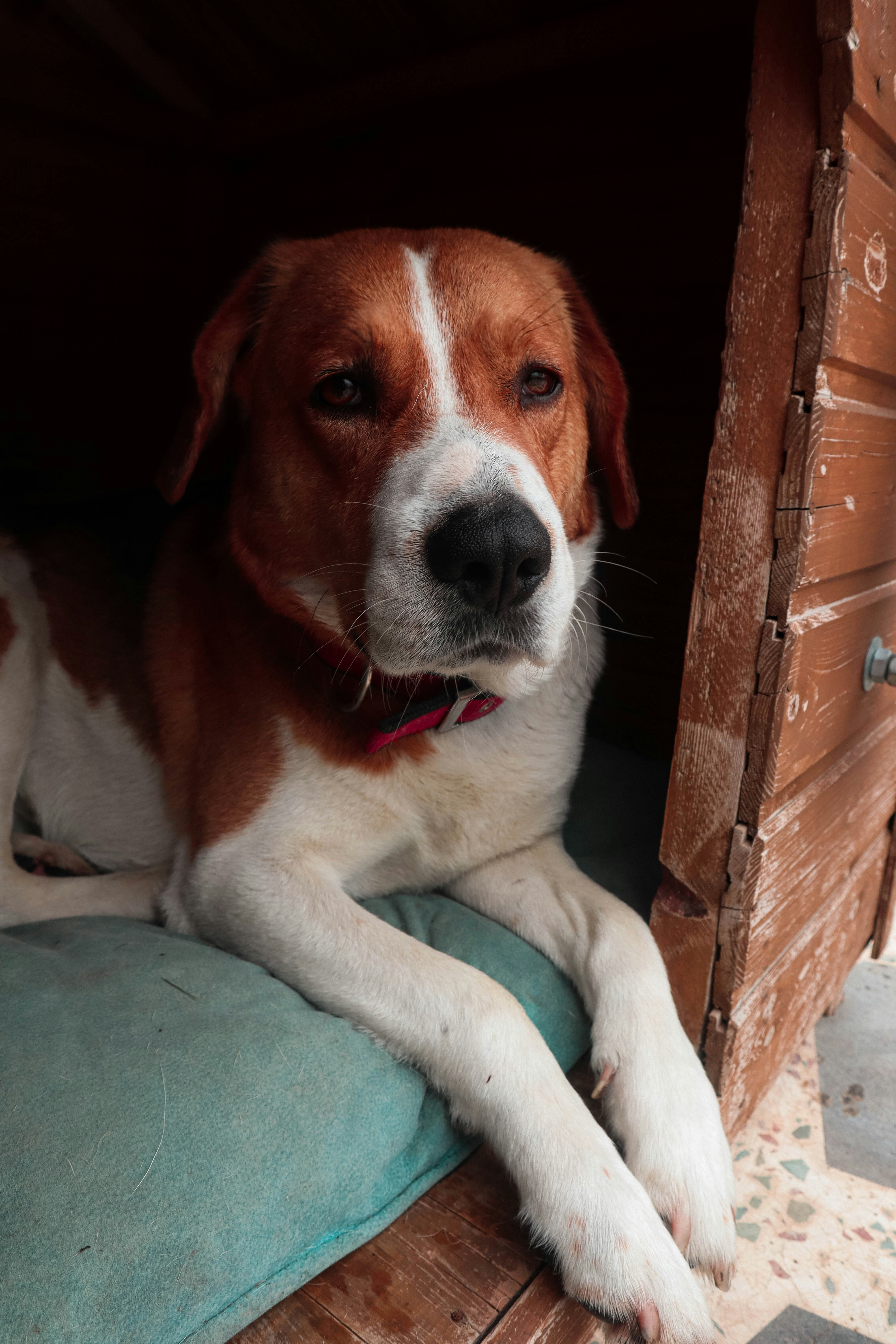 Dog Crates, Kennels & Pens (2026)