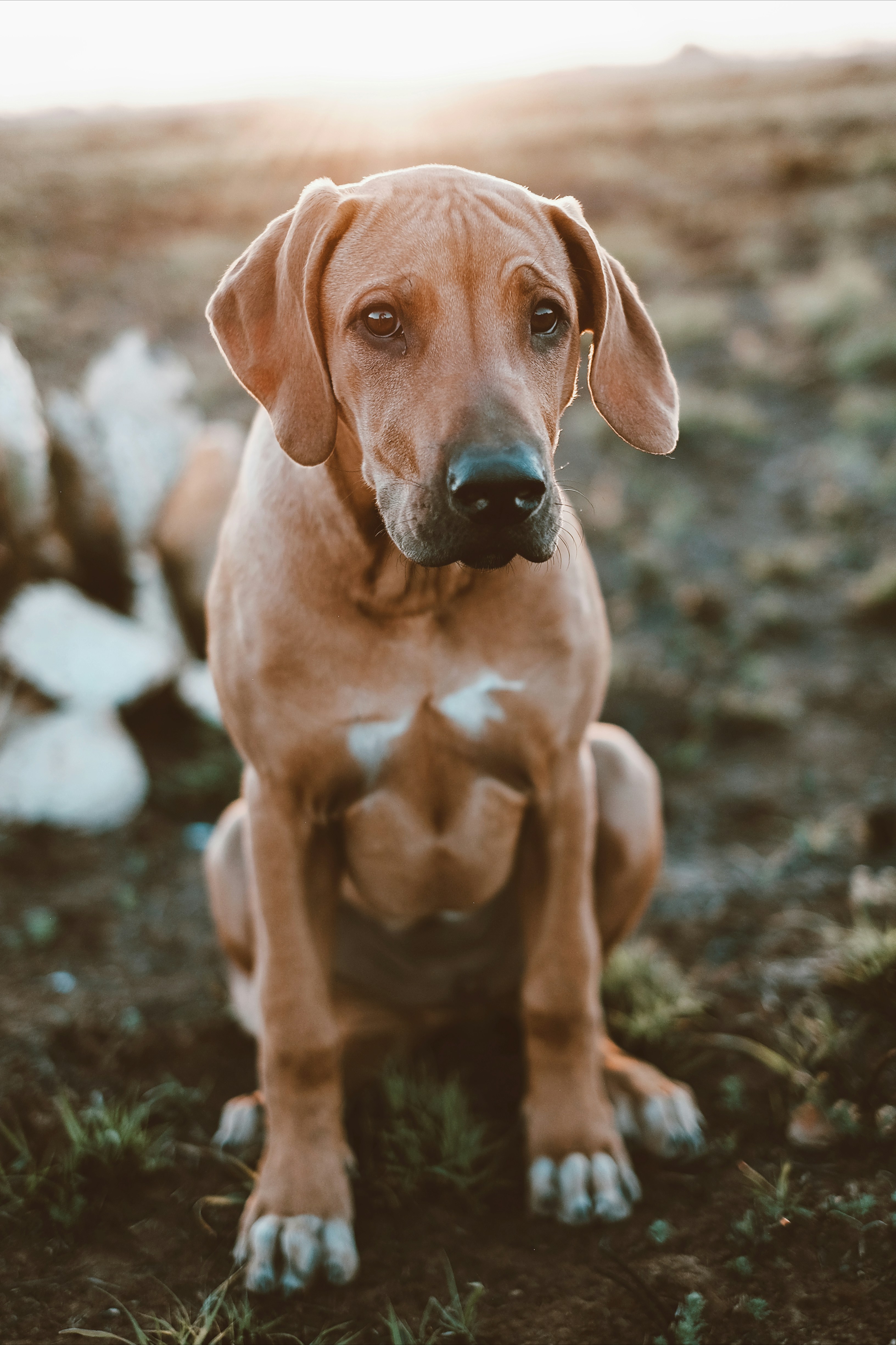 Rhodesian Ridgeback - breed guide and care tips