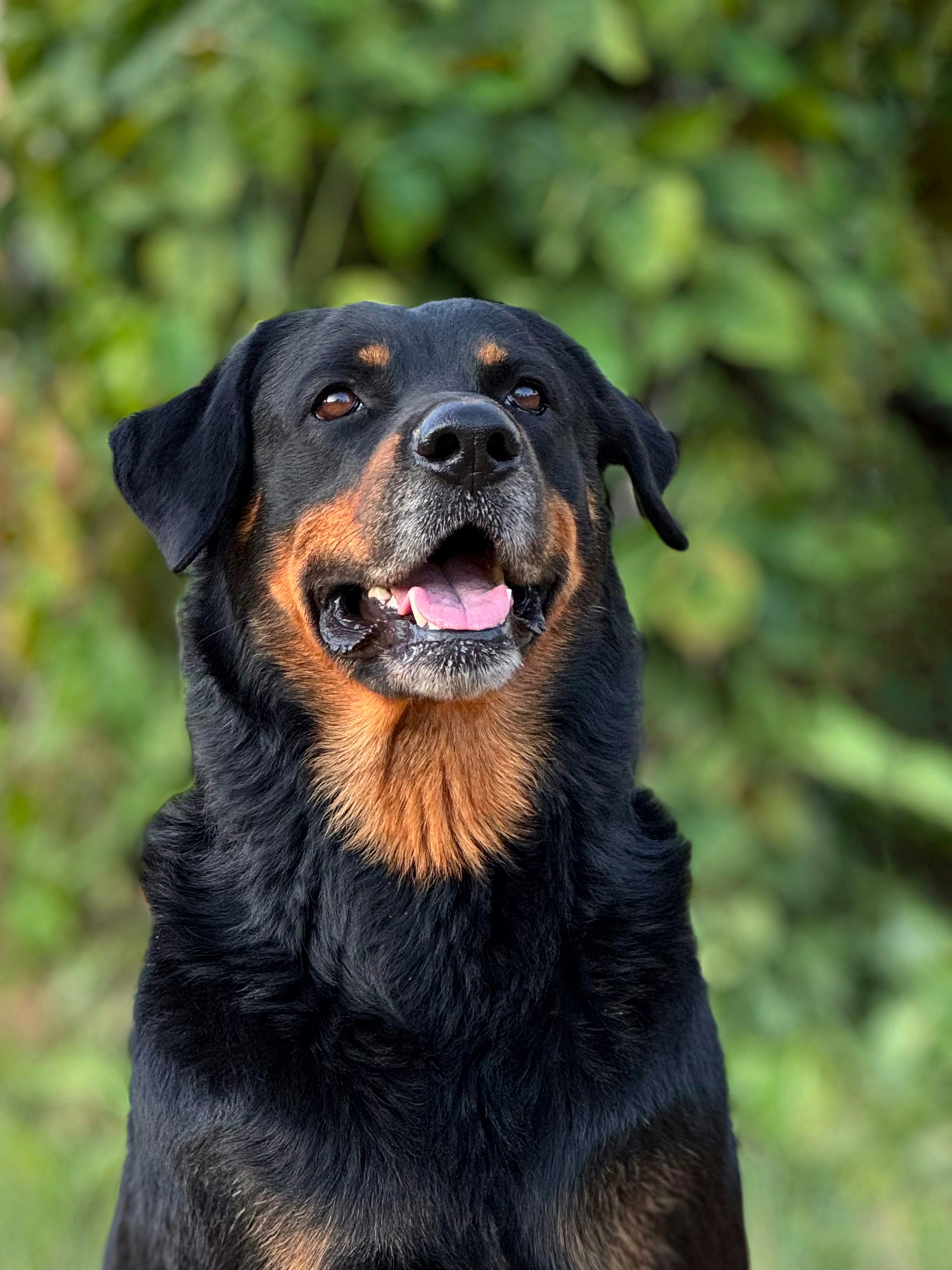 Rottweiler