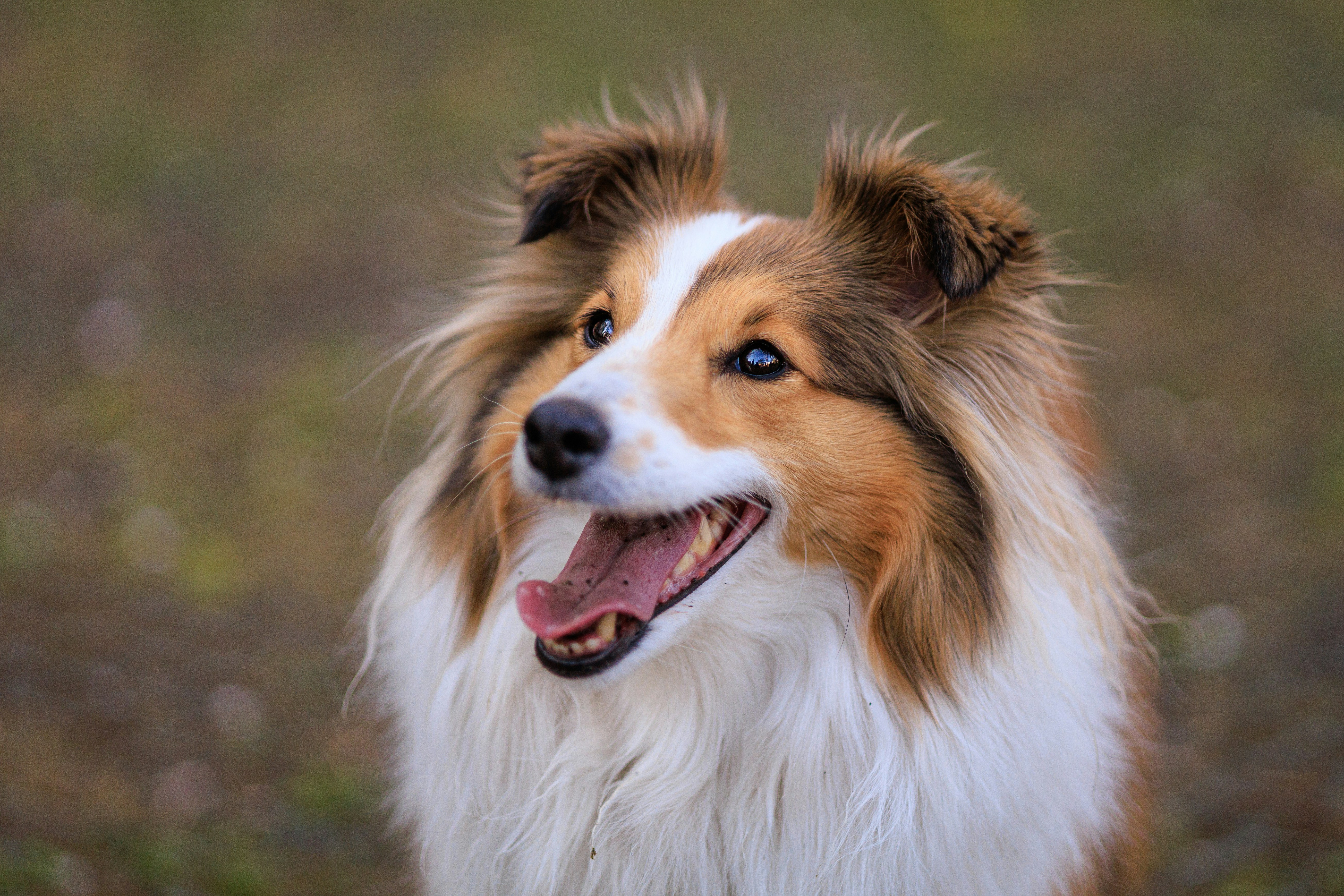 Shetland Sheepdog - breed guide and care tips
