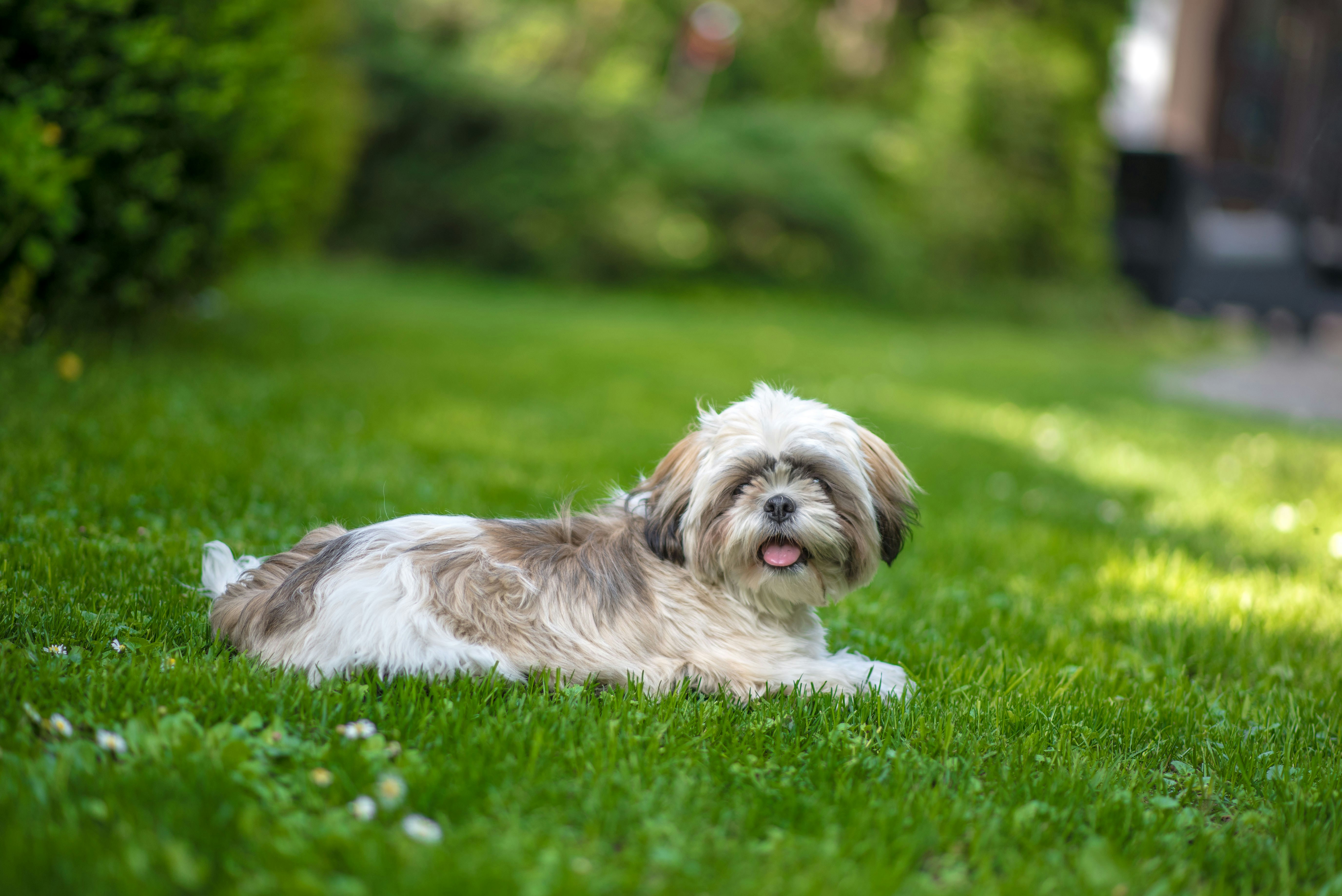 Shih Tzu relaxing in the grass - breed guide and grooming tips