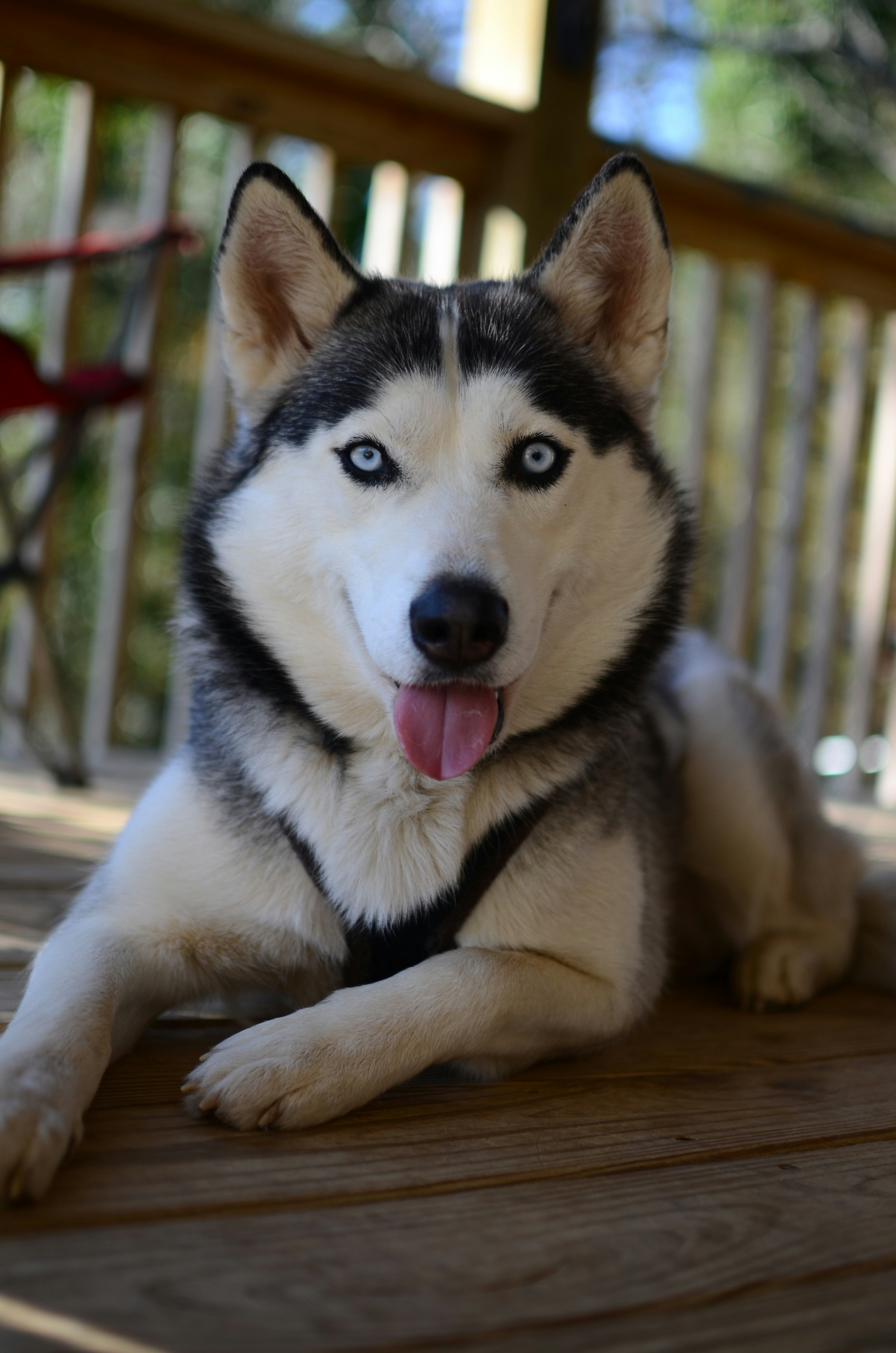 Siberian Husky with blue eyes - breed guide and product picks
