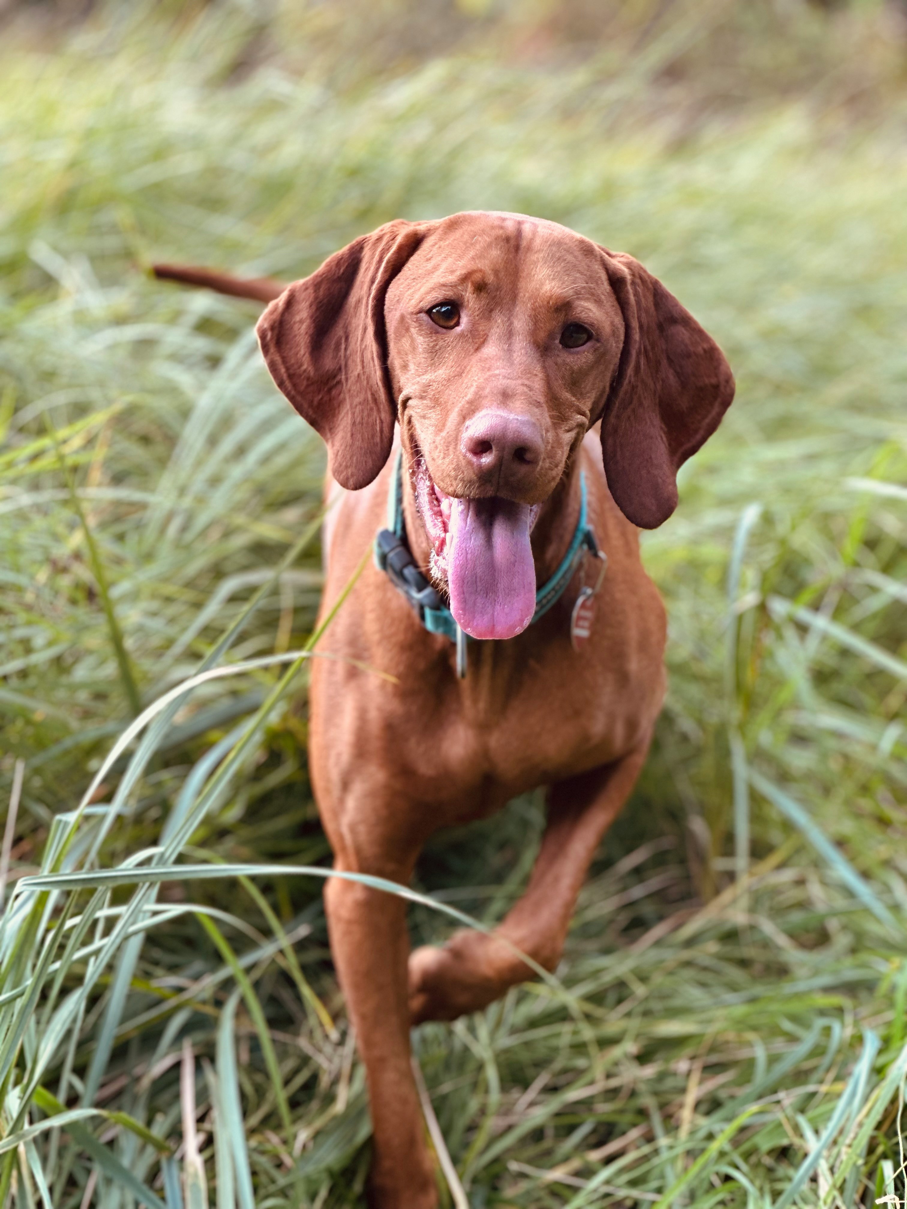 Vizsla - breed guide and care tips