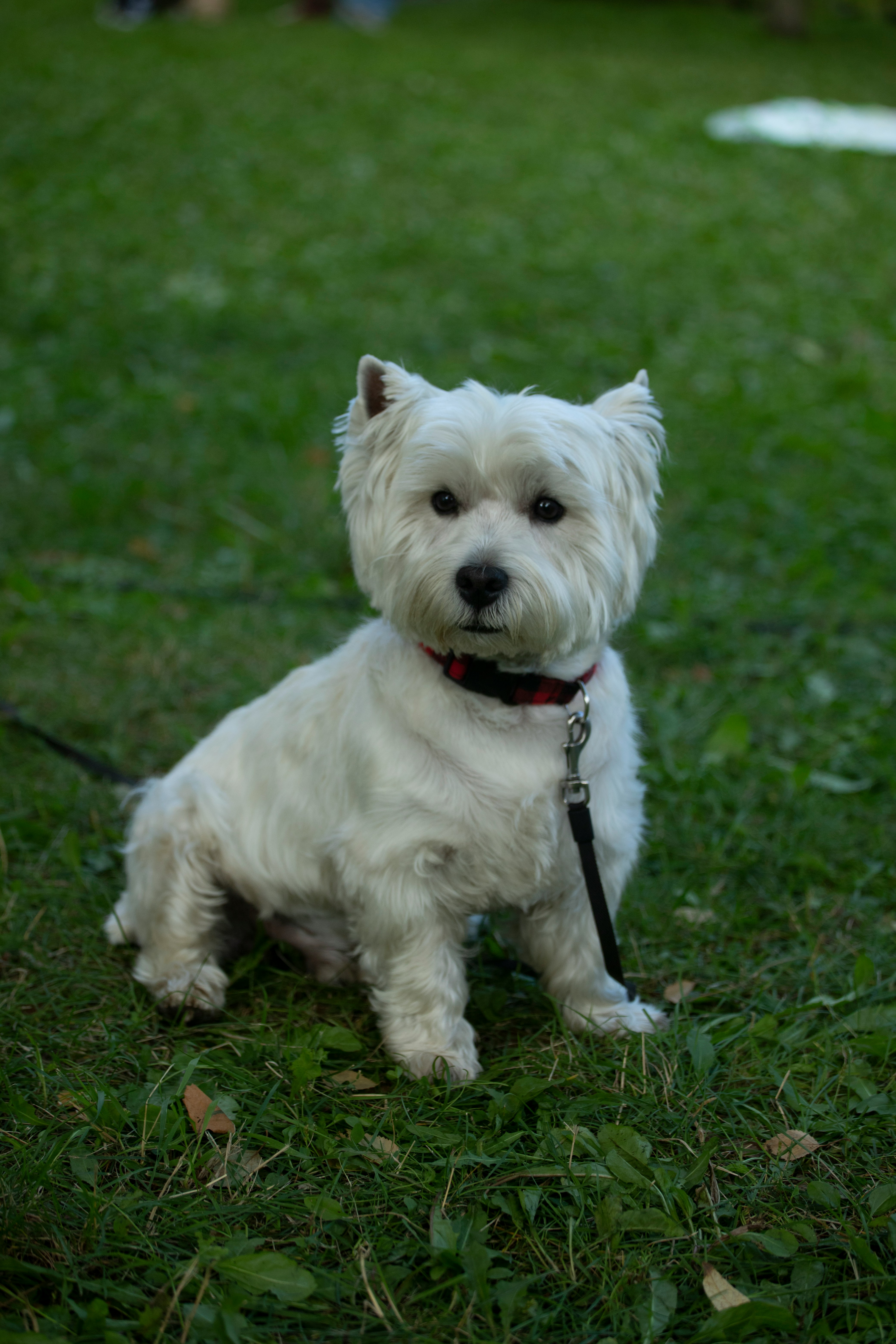 West Highland White Terrier - breed guide and grooming tips