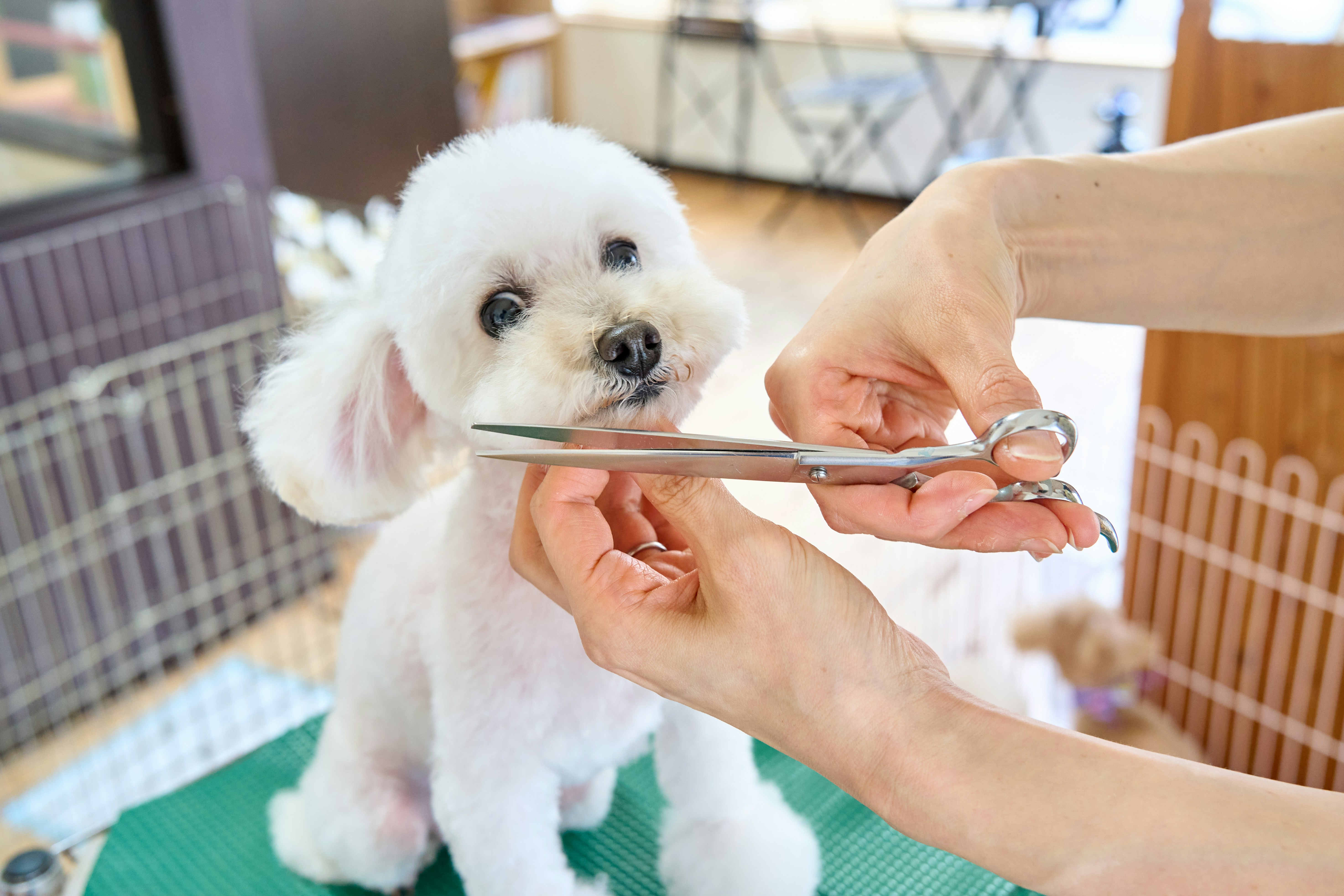 Dog Grooming at Home: Save Money Without Sacrificing Quality