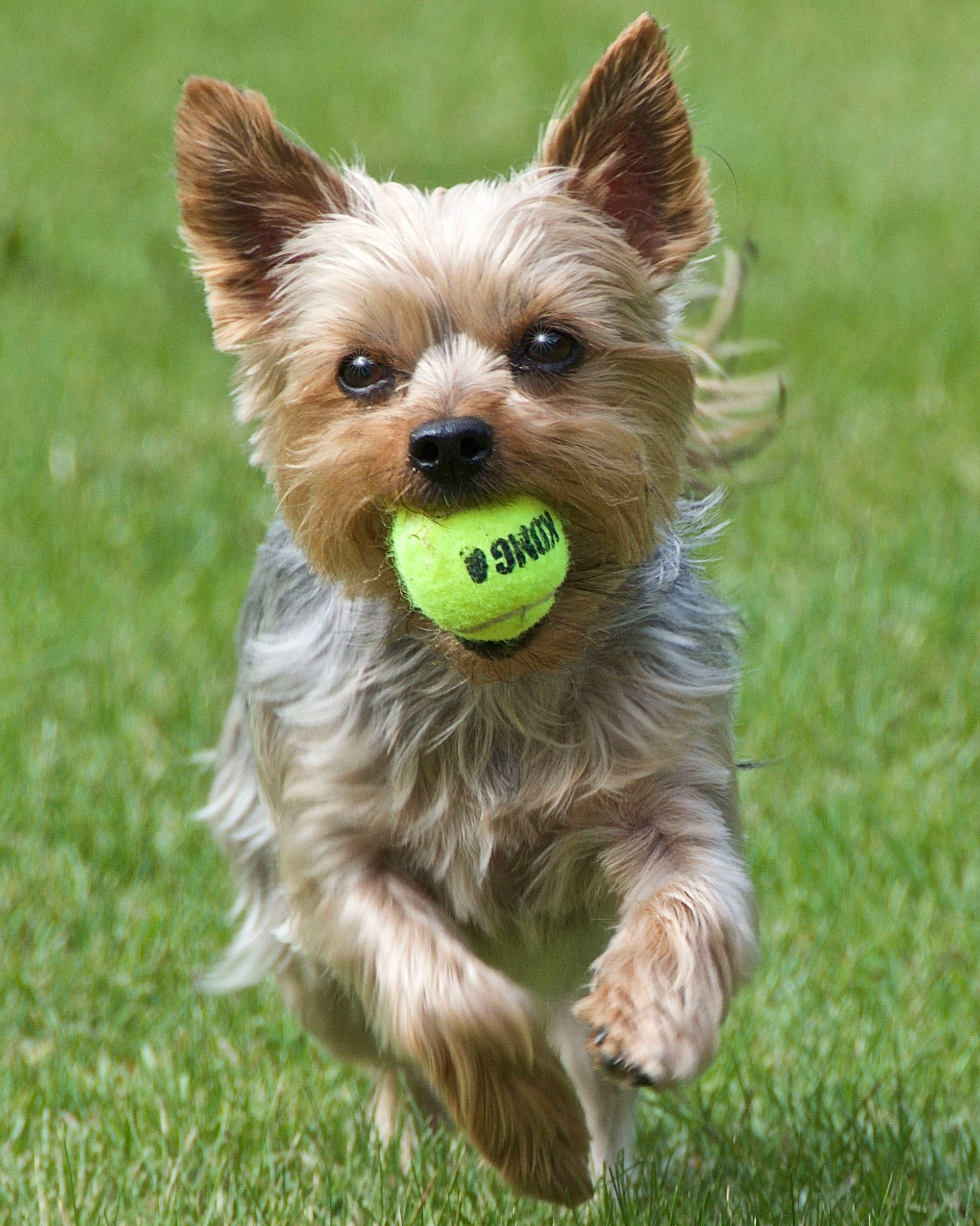 Yorkshire Terrier playing