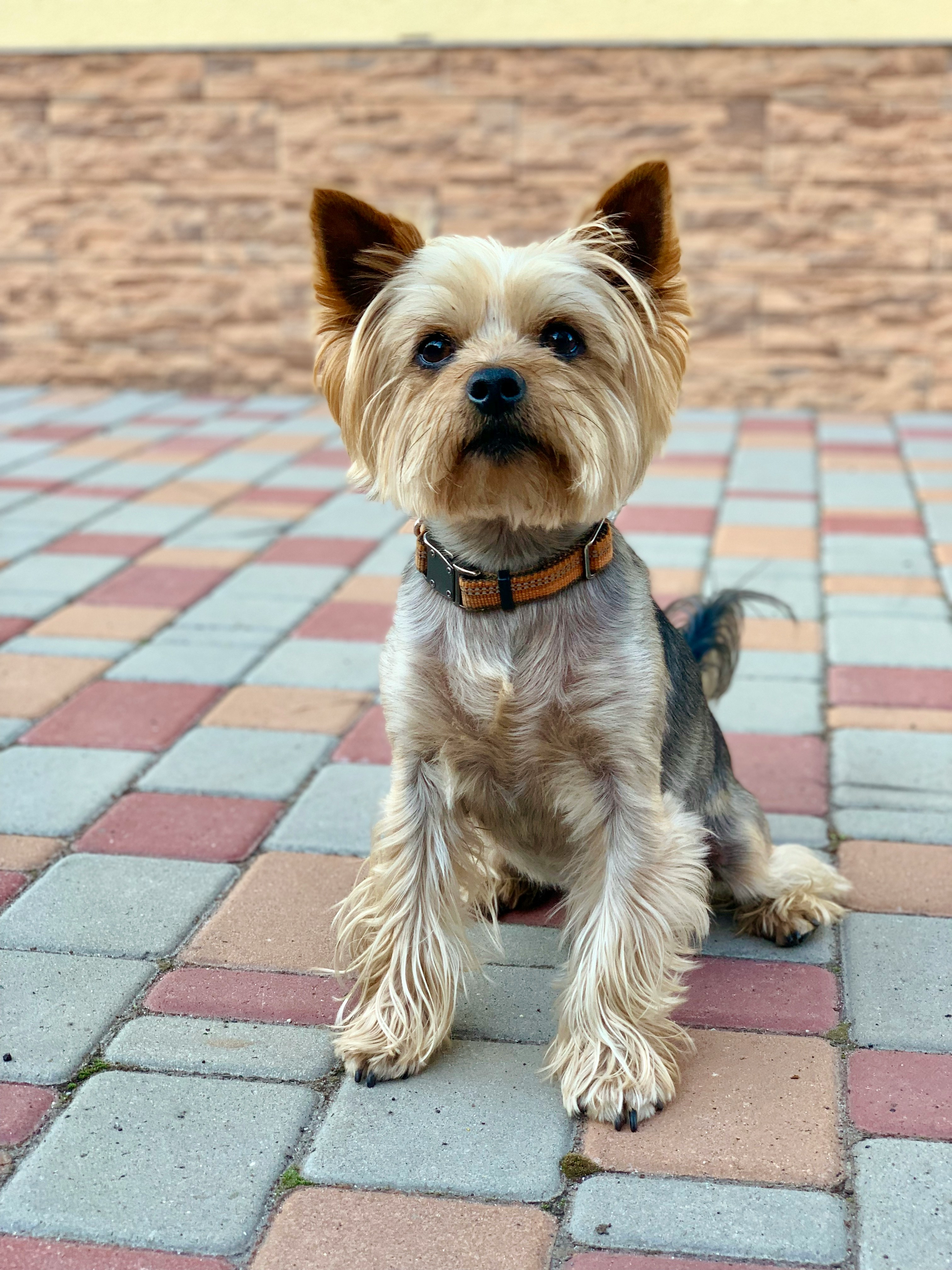 Yorkshire Terrier - breed guide
